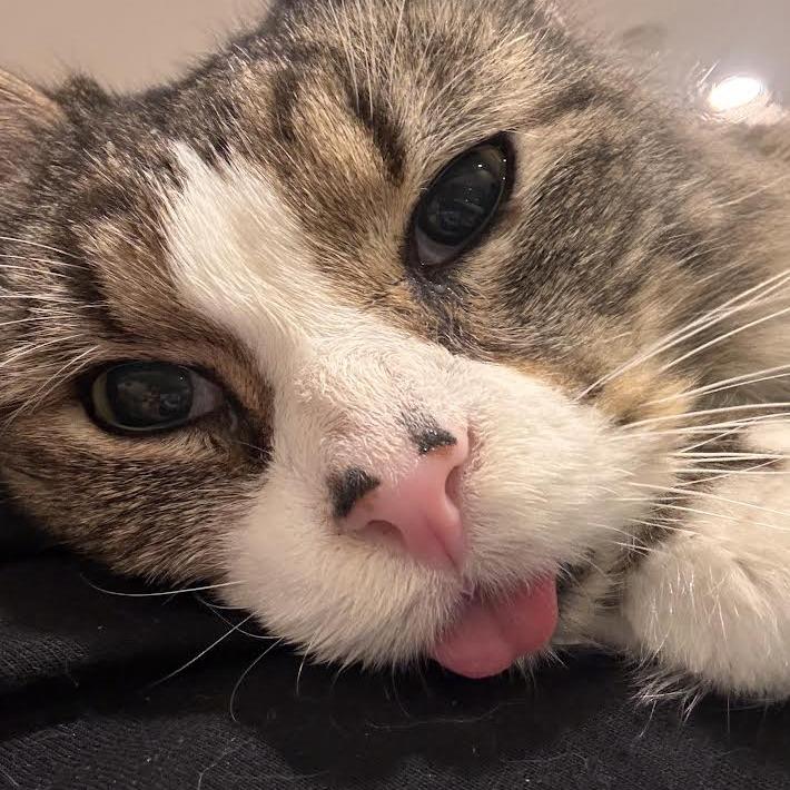 Enlarge Franklin Parsons, a Adoptable Domestic Medium Hair in Oak Park, IL image 3/6