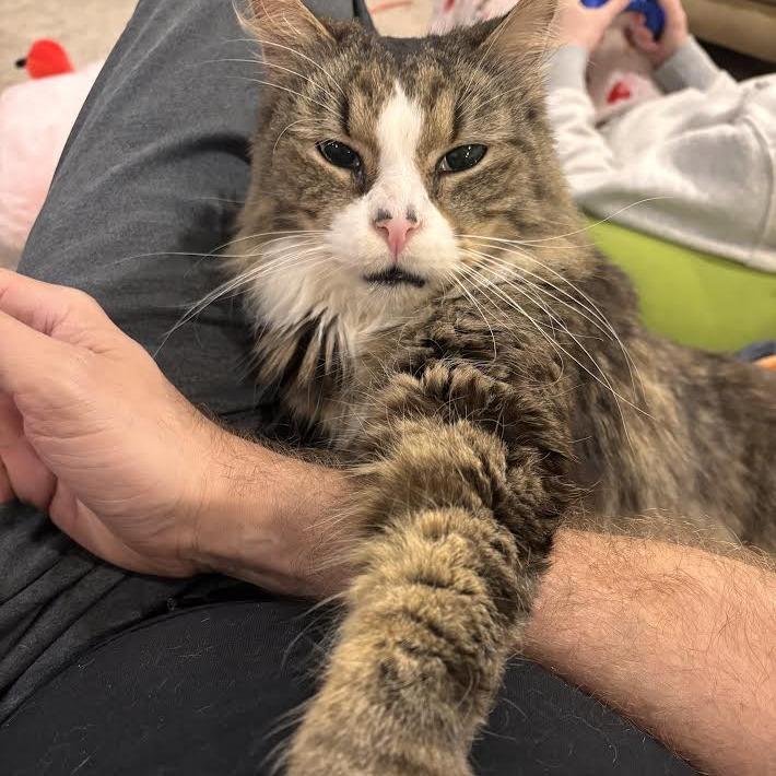 Enlarge Franklin Parsons, a Adoptable Domestic Medium Hair in Oak Park, IL image 4/6