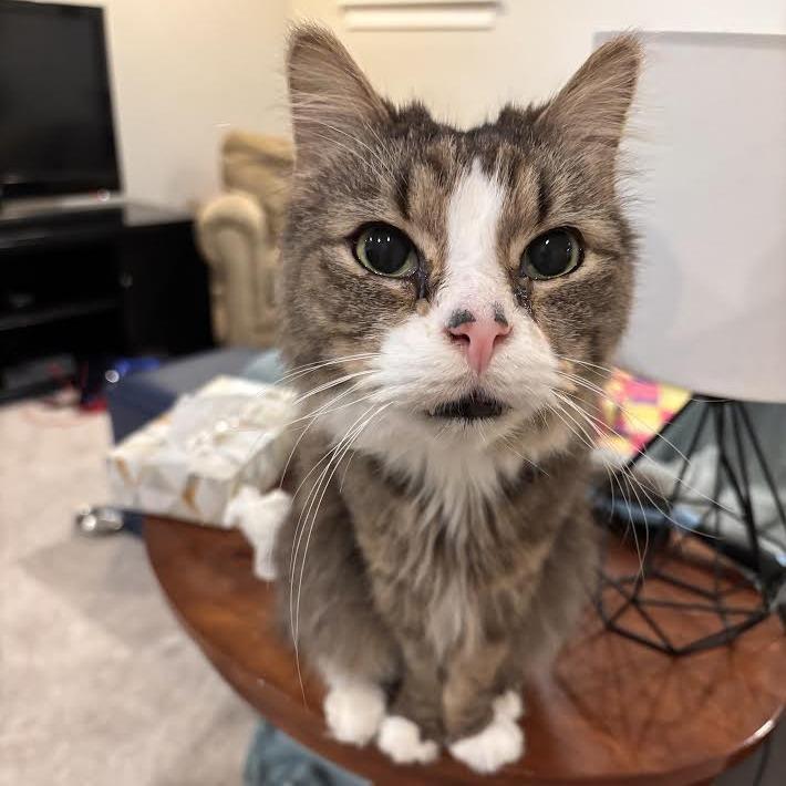 Enlarge Franklin Parsons, a Adoptable Domestic Medium Hair in Oak Park, IL image 5/6