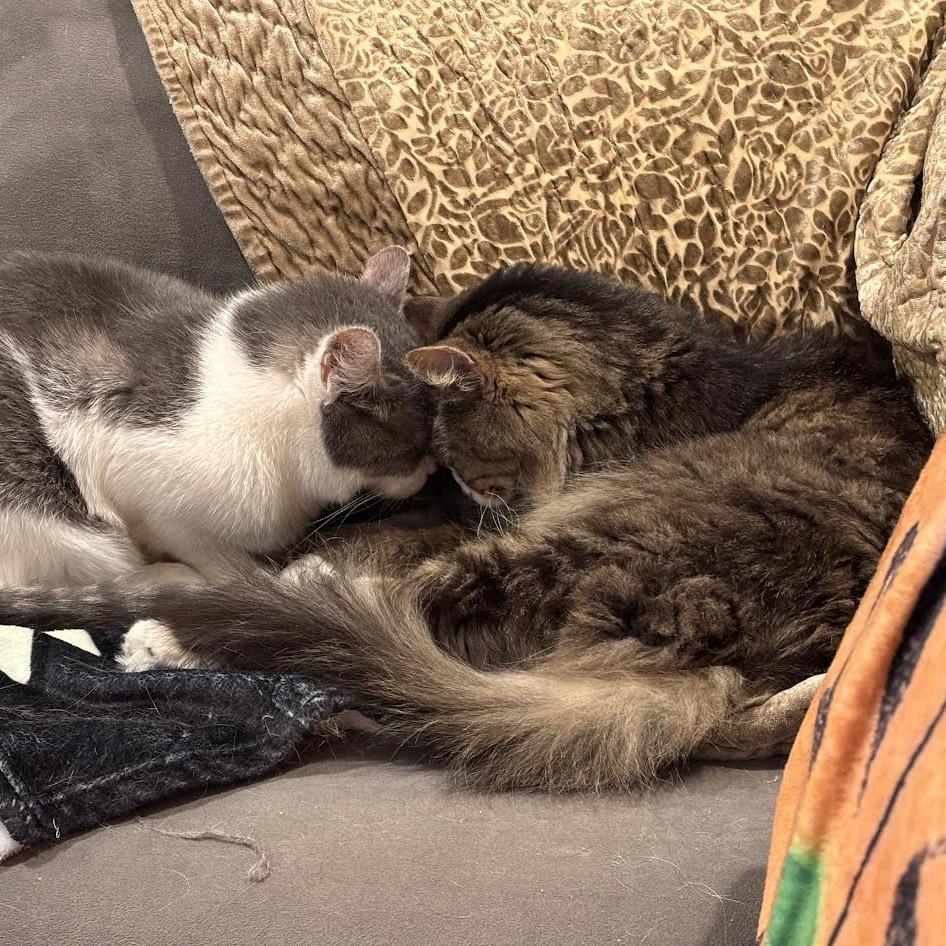 Enlarge Franklin Parsons, a Adoptable Domestic Medium Hair in Oak Park, IL image 6/6