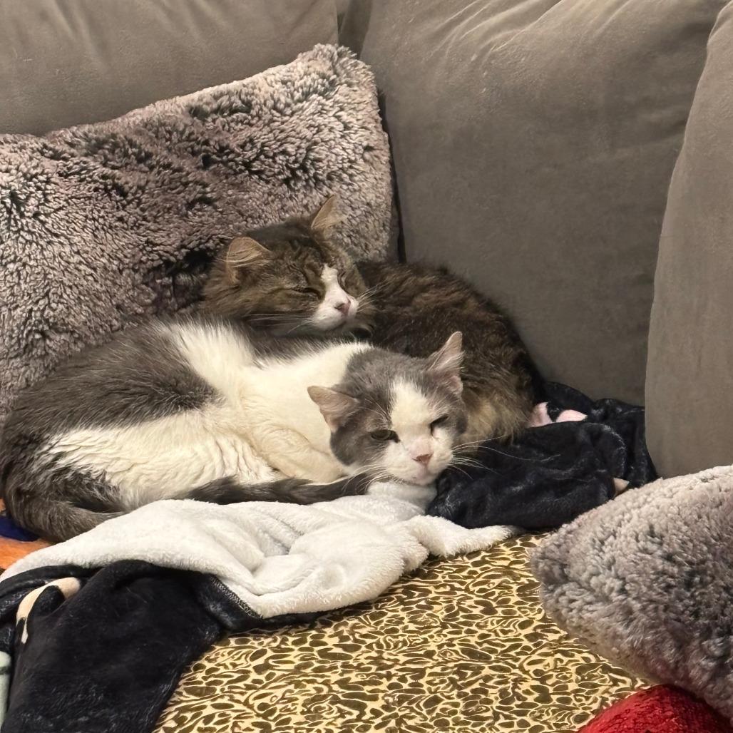 Enlarge Franklin Parsons and Freddie Pesto - We're a bonded pair!, a Adoptable Domestic Medium Hair in Oak Park, IL image 5/6