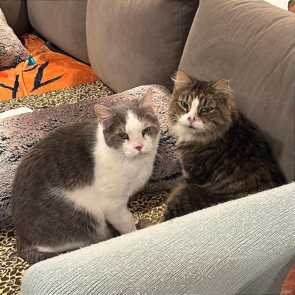 Enlarge Franklin Parsons and Freddie Pesto - We're a bonded pair!, a Adoptable Domestic Medium Hair in Oak Park, IL image 6/6