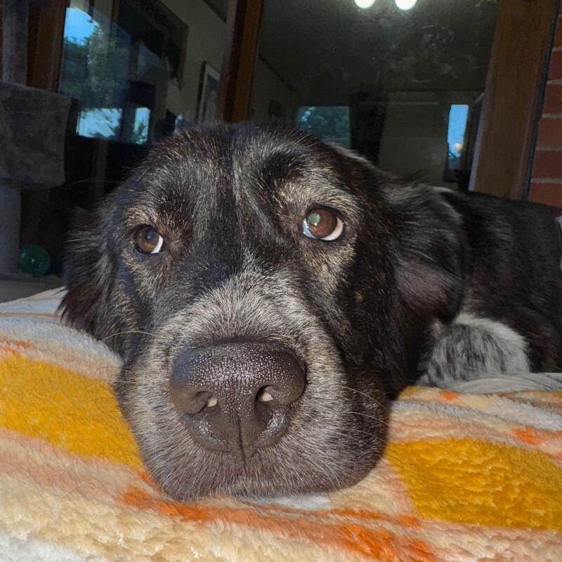 Enlarge SPOTTY MODGE PODGE, a Adoptable Mixed Breed in lawton, OK image 1/5