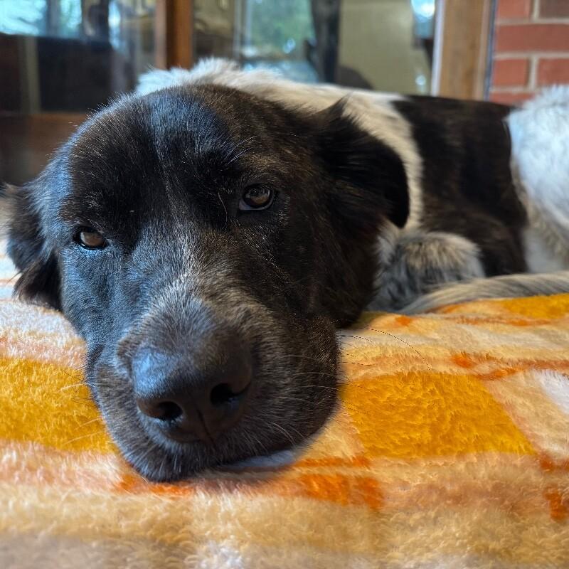 SPOTTY MODGE PODGE, Adoptable, Adult Female Mixed Breed.