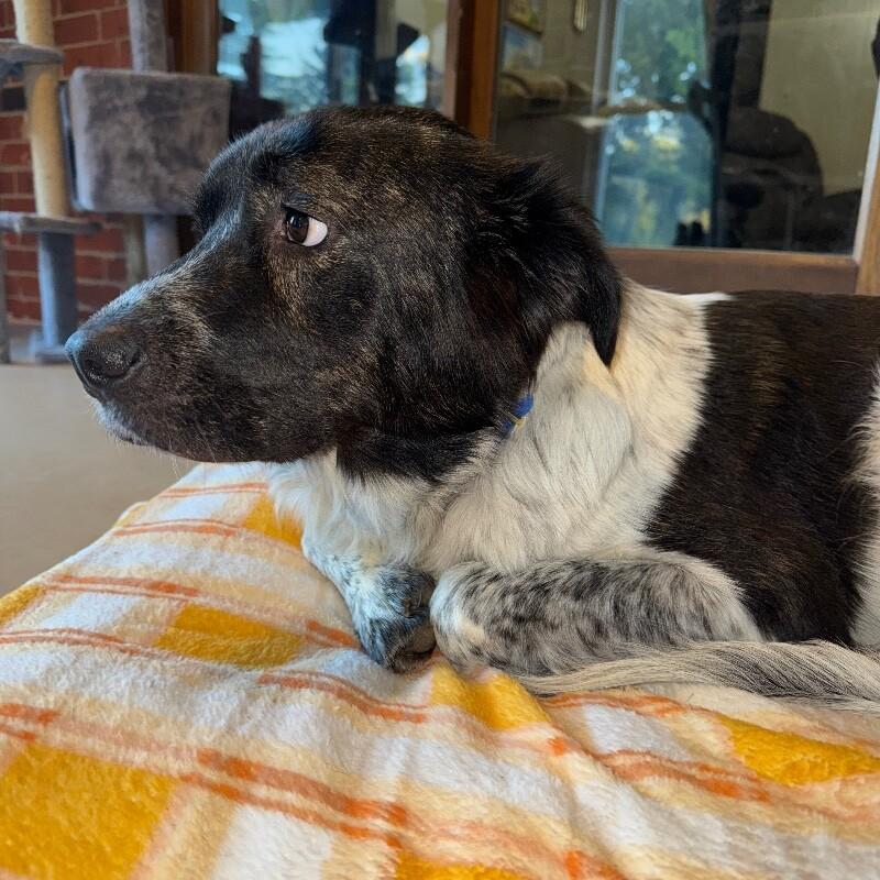 Enlarge SPOTTY MODGE PODGE, a Adoptable Mixed Breed in lawton, OK image 3/5