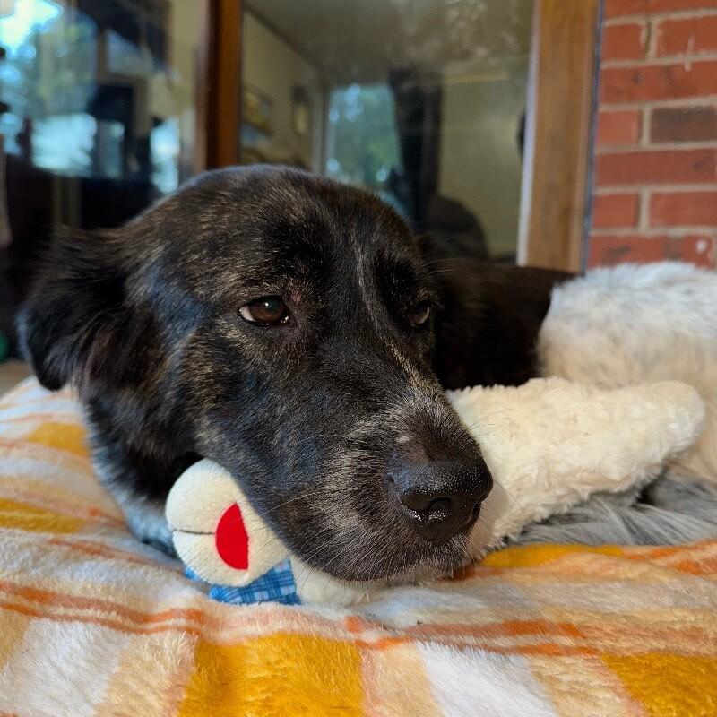 Enlarge SPOTTY MODGE PODGE, a Adoptable Mixed Breed in lawton, OK image 5/5