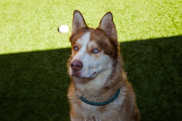 SIMBA, Adoptable, Adult Male Siberian Husky.