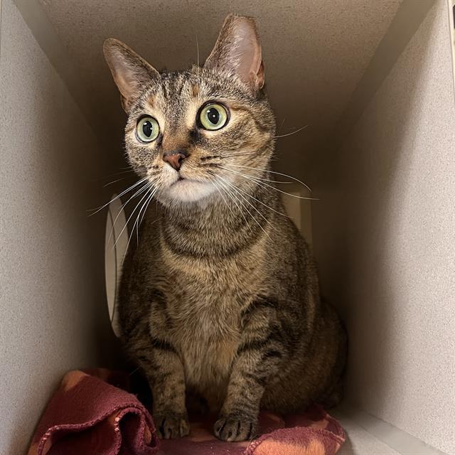 LUNA, Adoptable, Adult Female Domestic Short Hair.