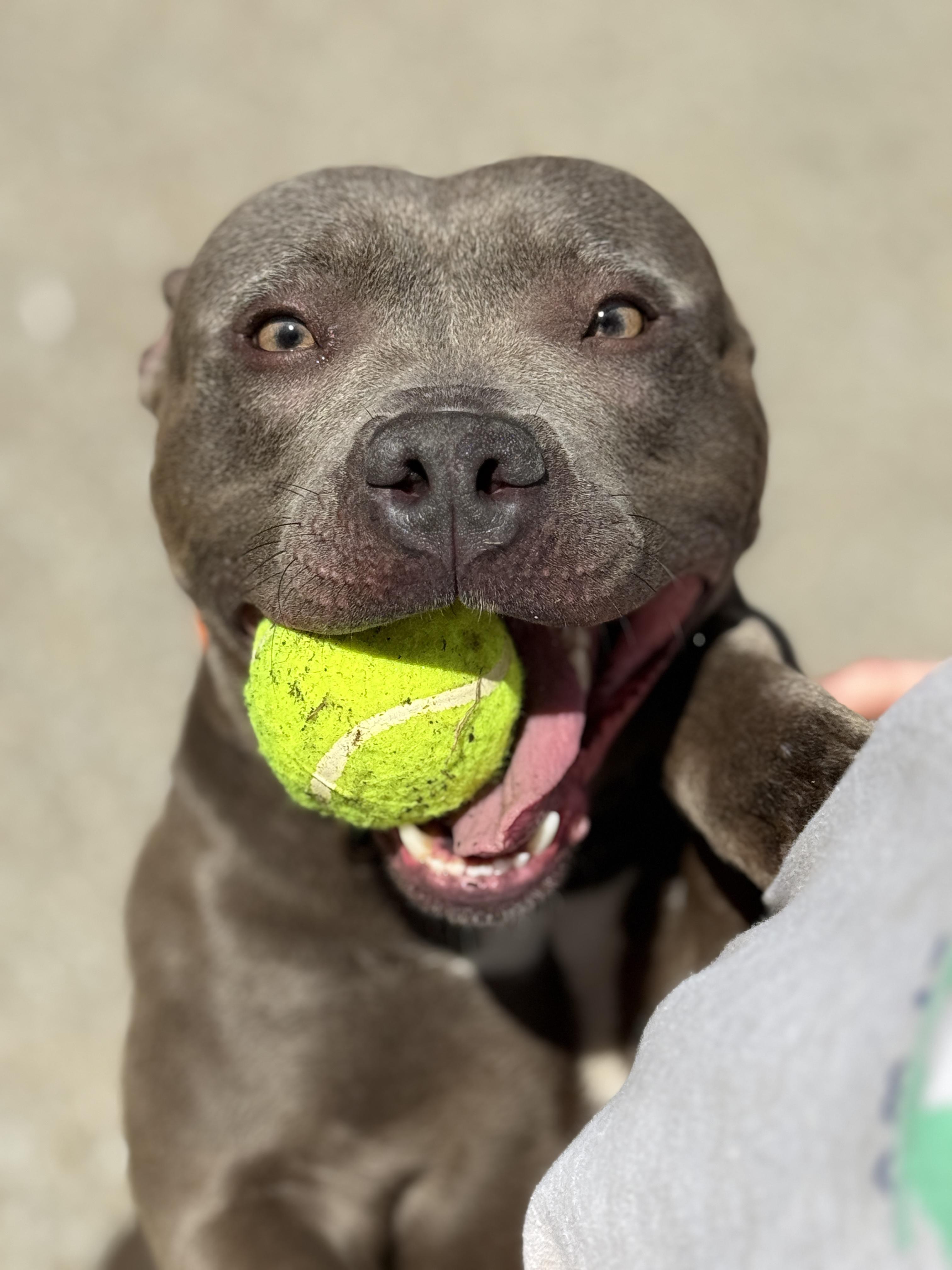 Dixie, Adoptable, Adult Female Pit Bull Terrier.