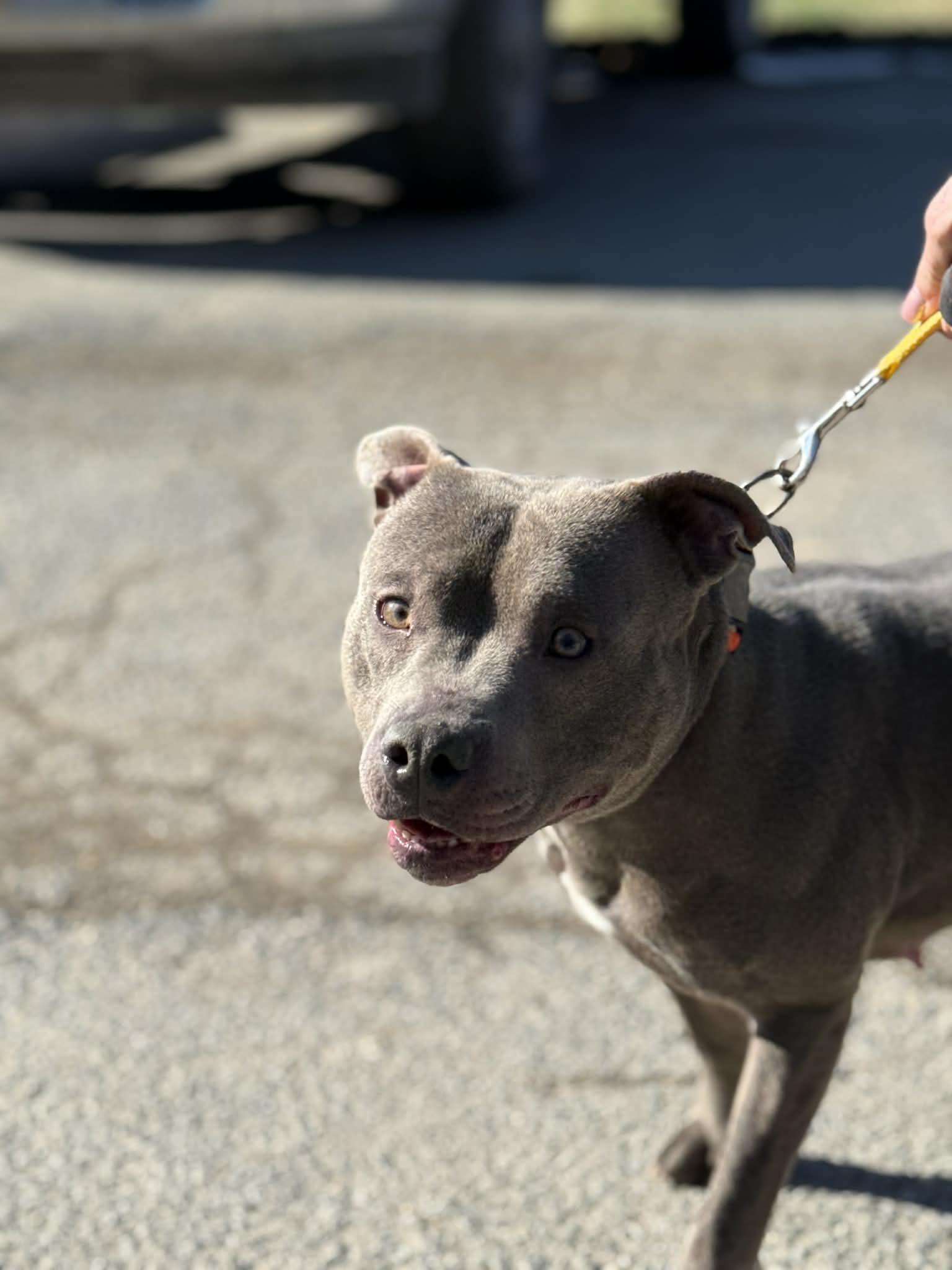 Enlarge Dixie, a Adoptable mixed breed in Fayetteville, WV image 3/6