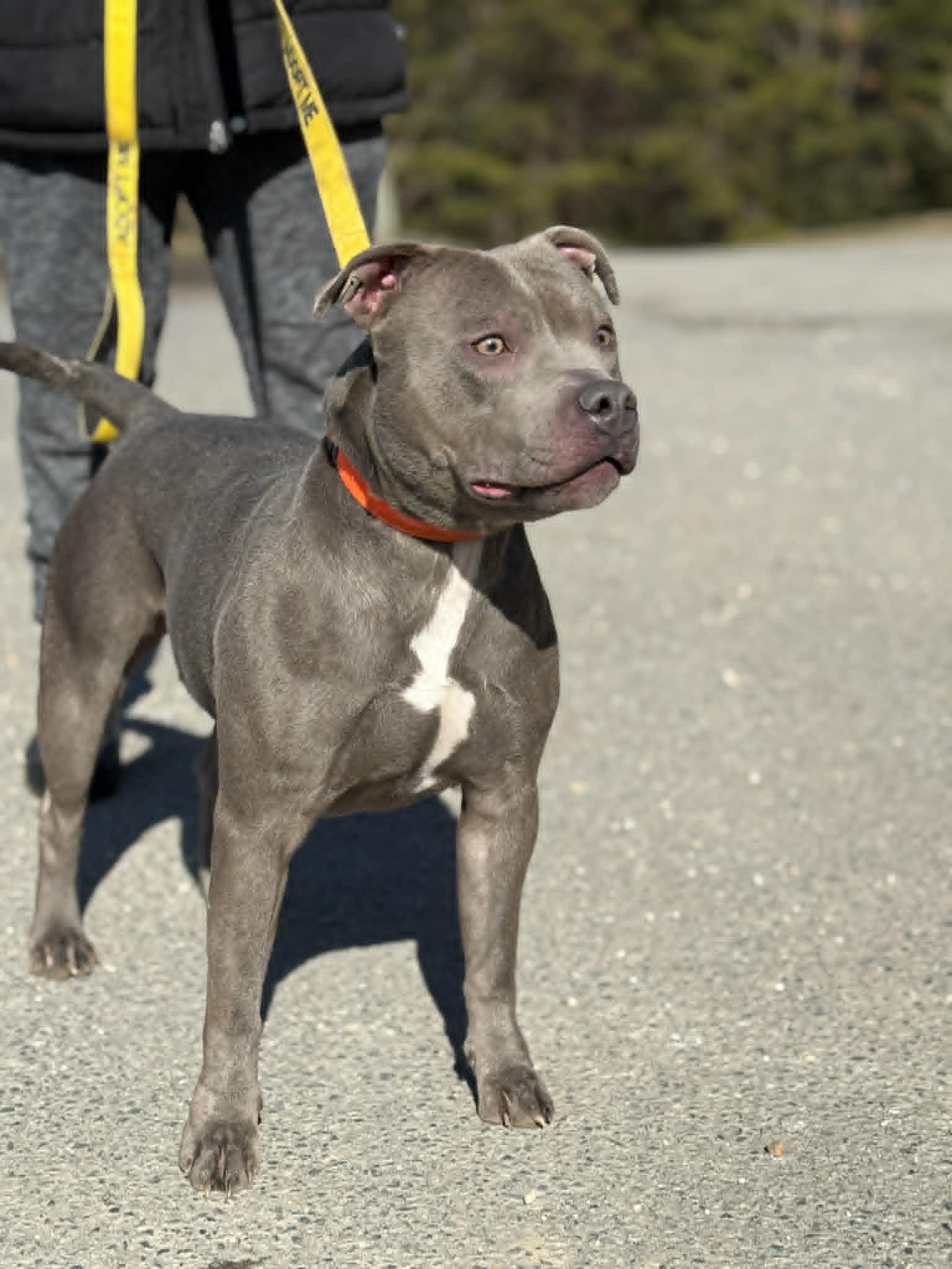 Enlarge Dixie, a Adoptable mixed breed in Fayetteville, WV image 4/6