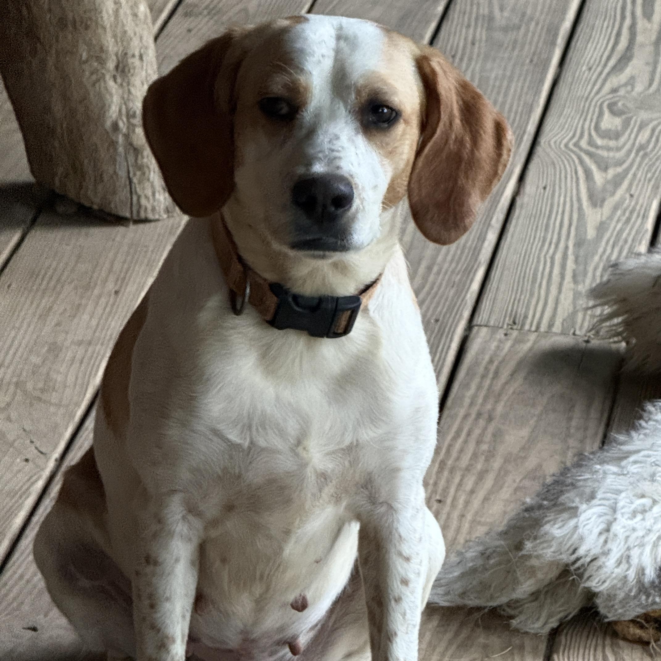 Hope, ADOPTABLE, Adult Female Beagle & Setter.