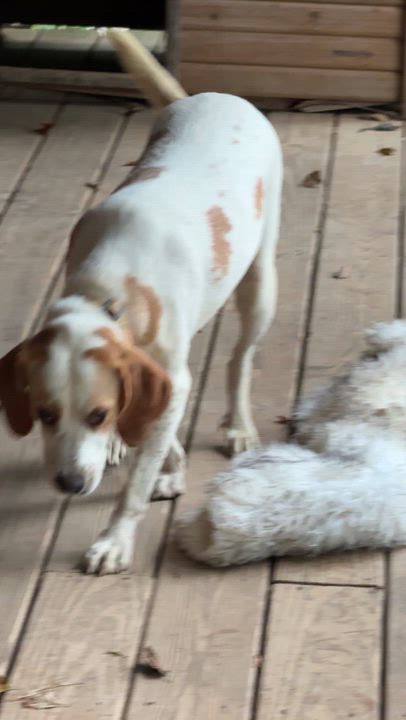 Enlarge Hope, a ADOPTABLE mixed breed in Jeffersonville, IN video 4/4