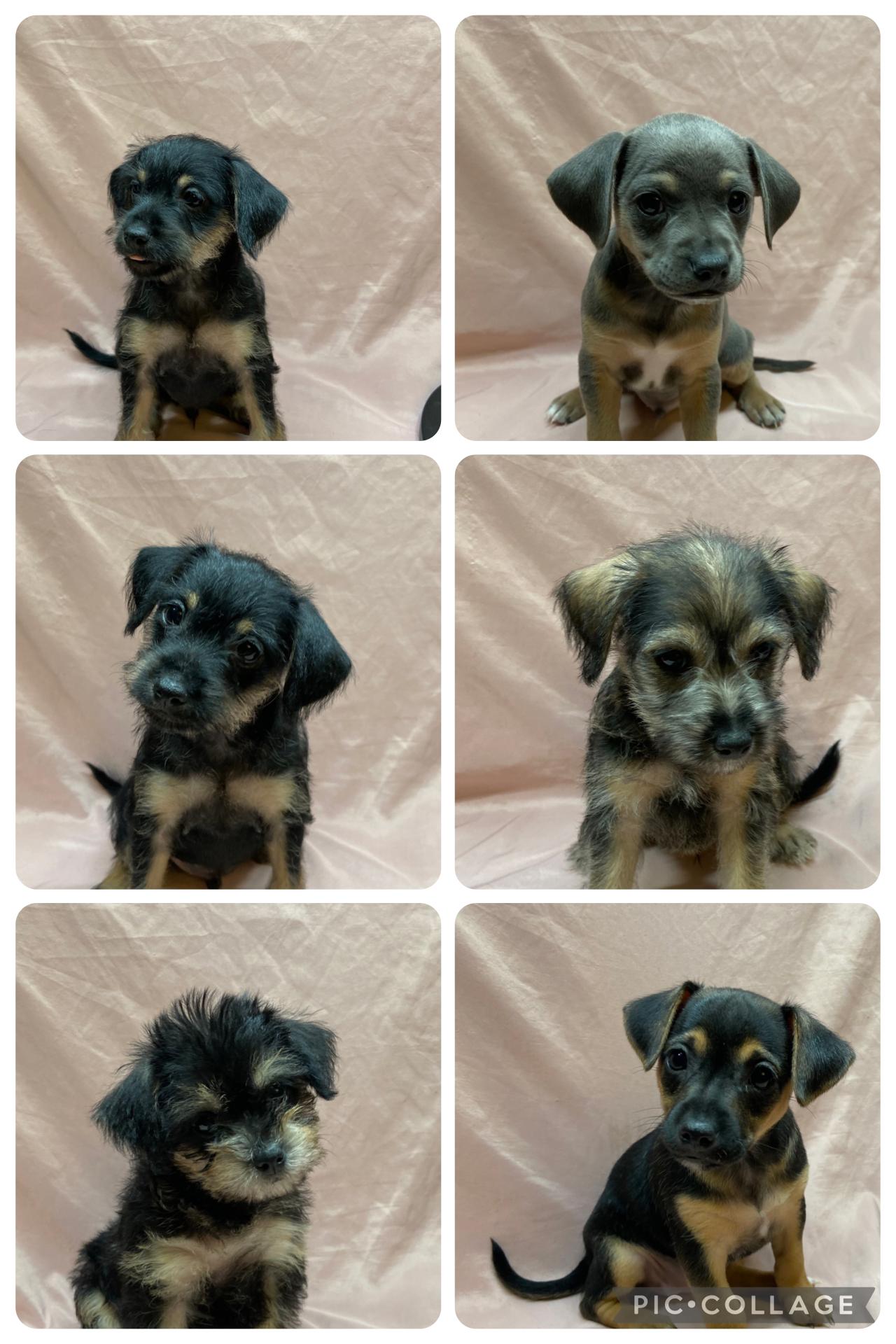 Puppies! Puppies!