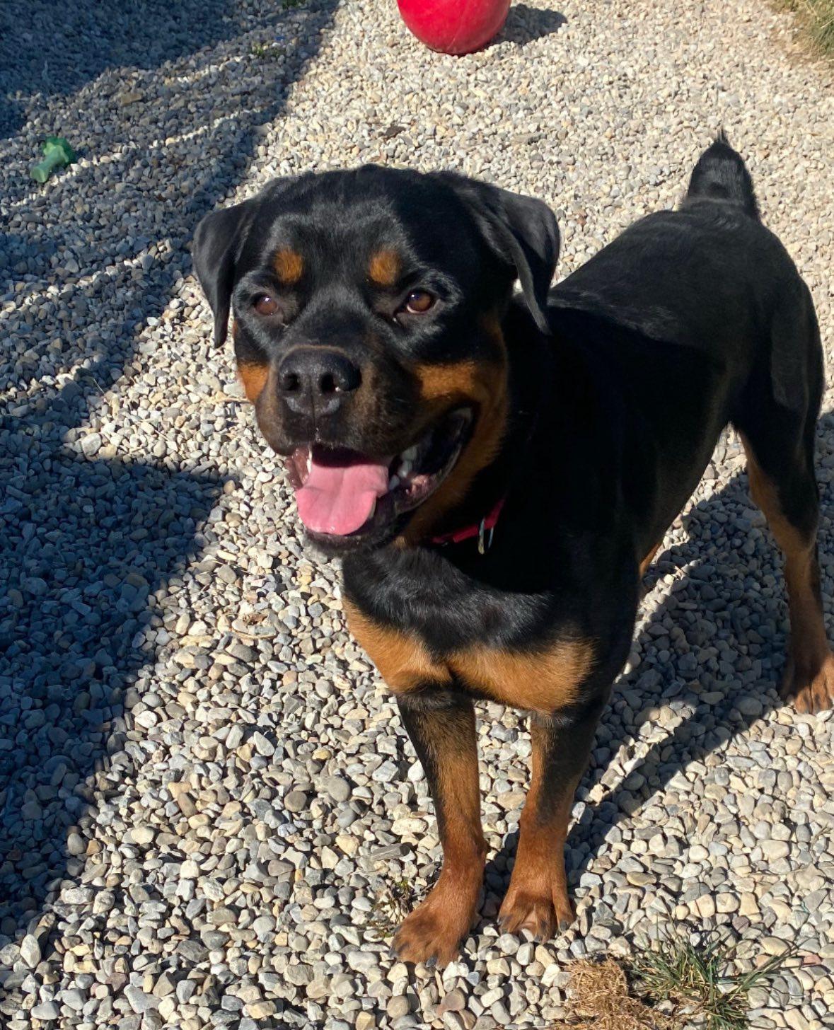 Enlarge Kane, an adopted Rottweiler in Bridgewater, NJ image 1/2