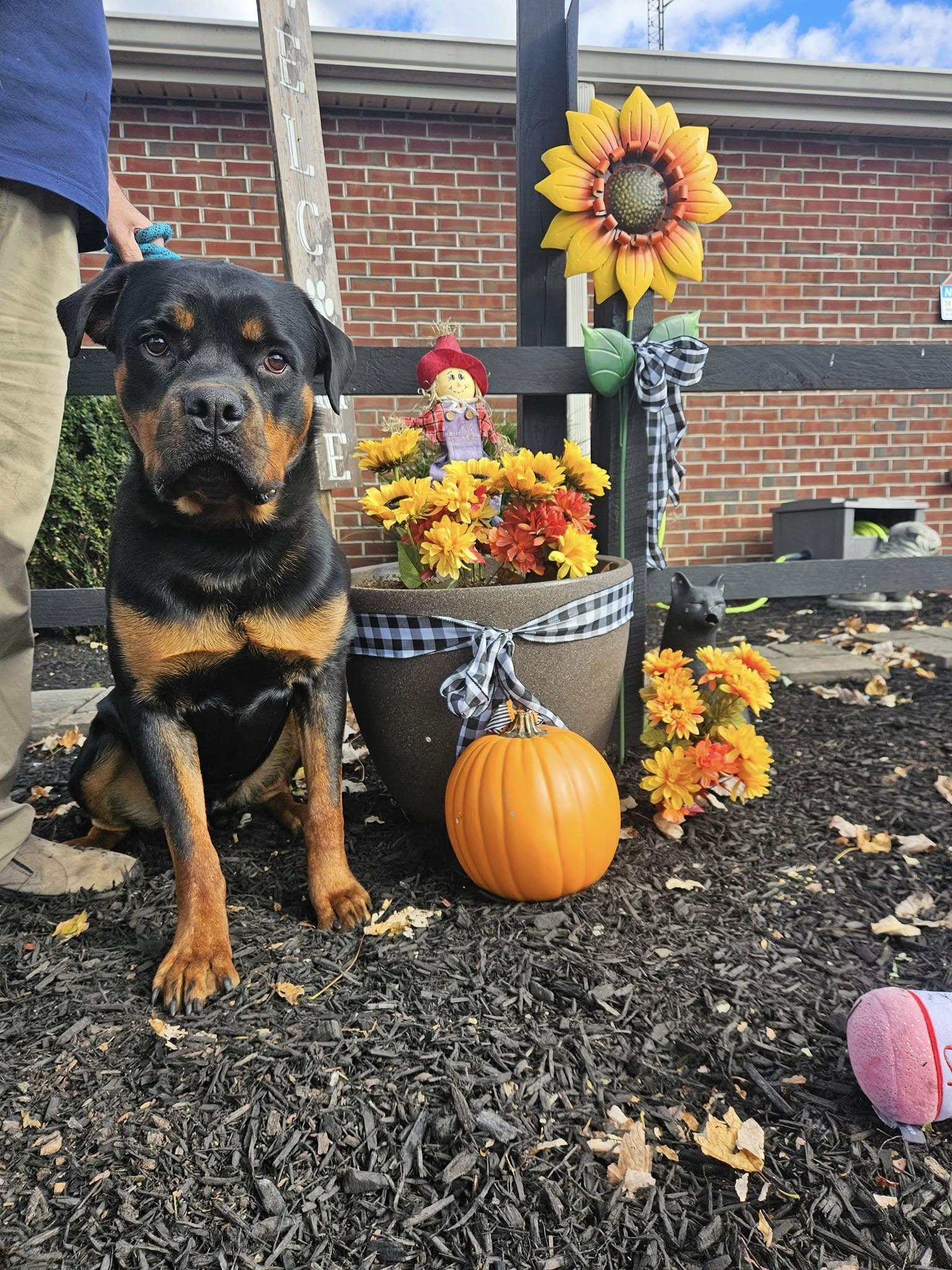 Enlarge Kane, an adopted Rottweiler in Bridgewater, NJ image 2/2