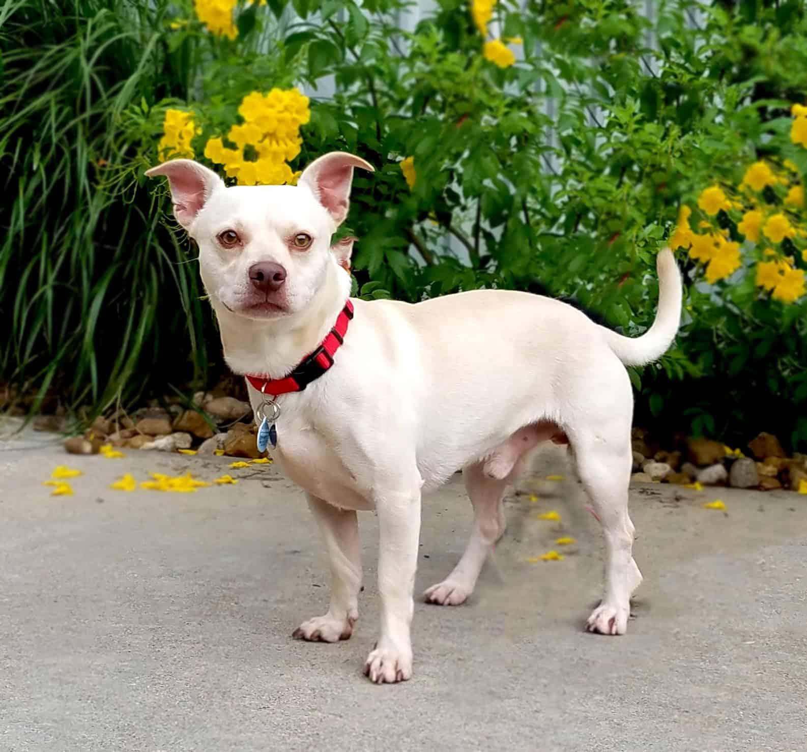 Aldrin, Adopted, Adult Male Beagle & Rat Terrier.