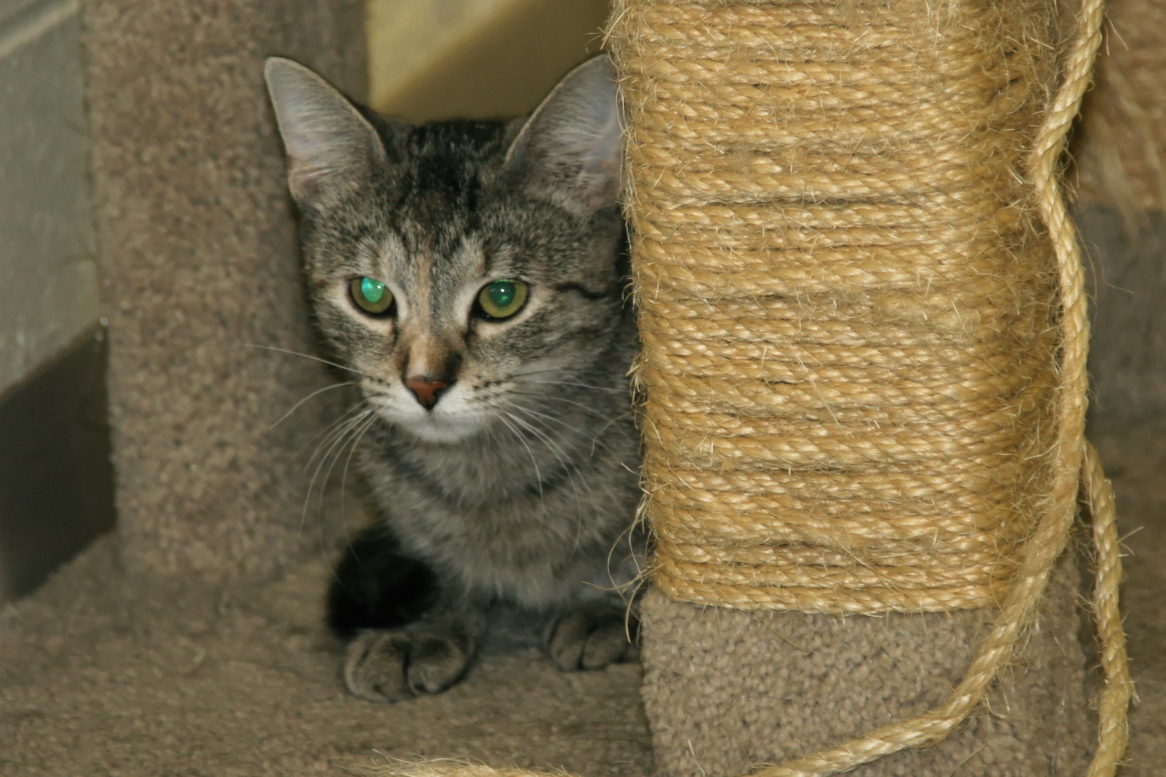 Charity, a Adoptable Domestic Short Hair in Urbana, OH image 5/6