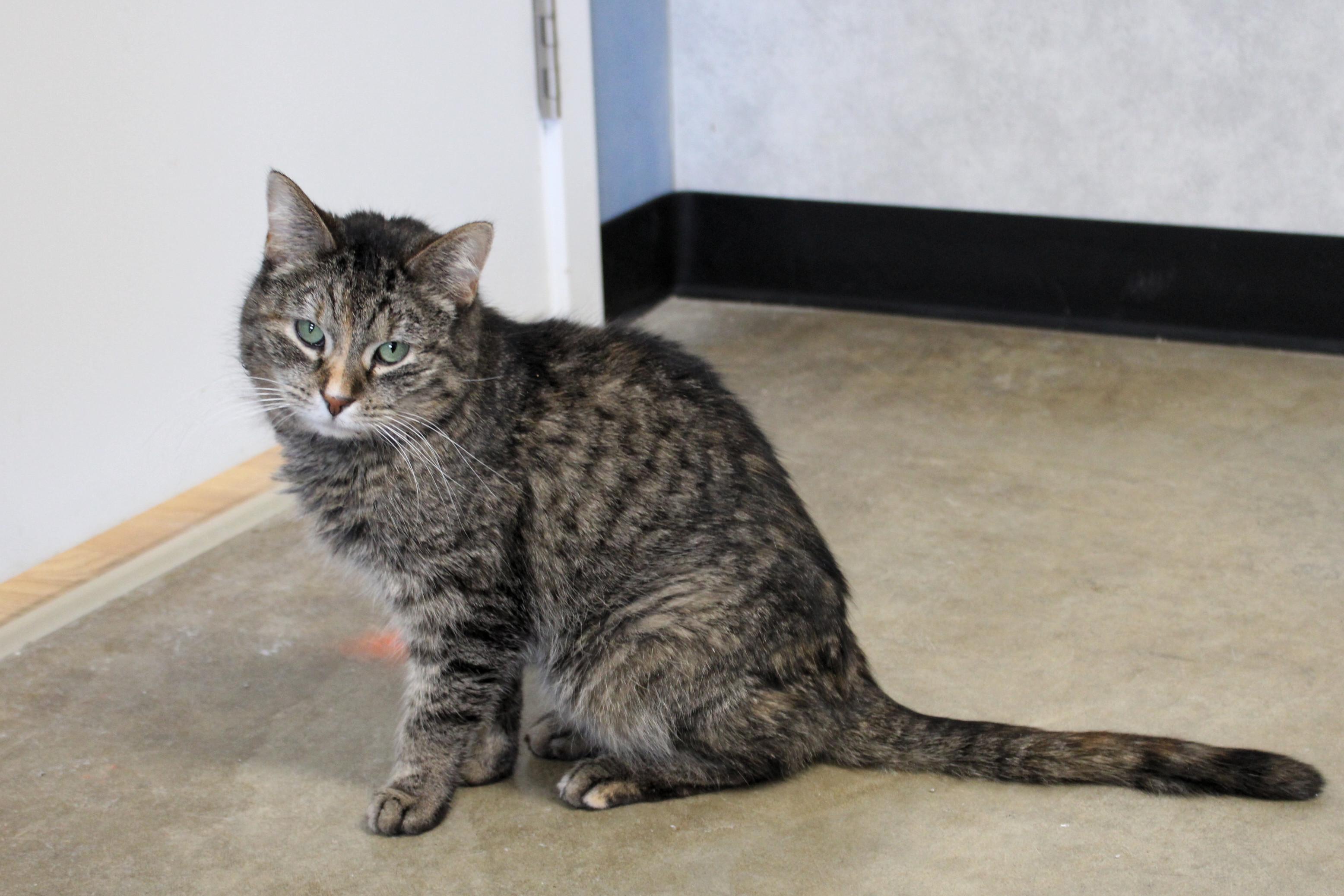 Charity, a Adoptable Domestic Short Hair in Urbana, OH image 4/6