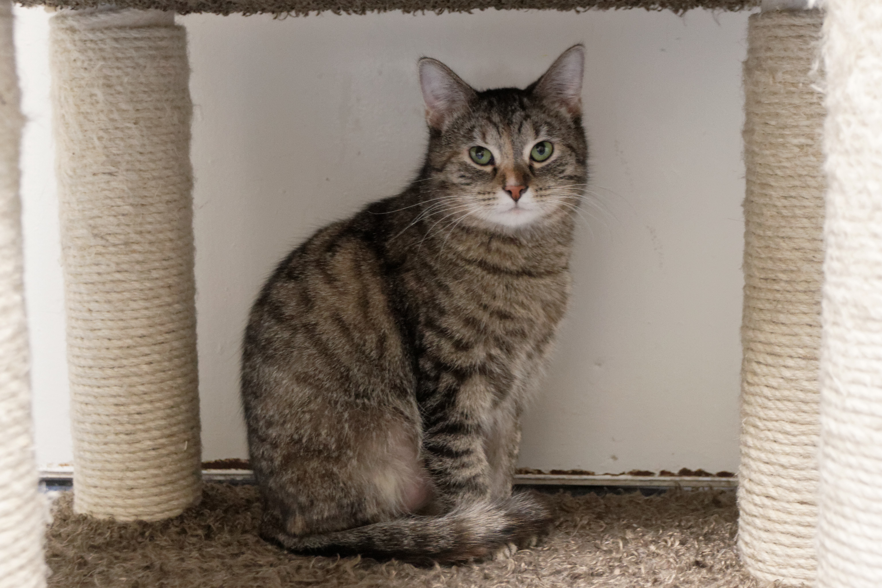 Charity, a Adoptable Domestic Short Hair in Urbana, OH image 3/6