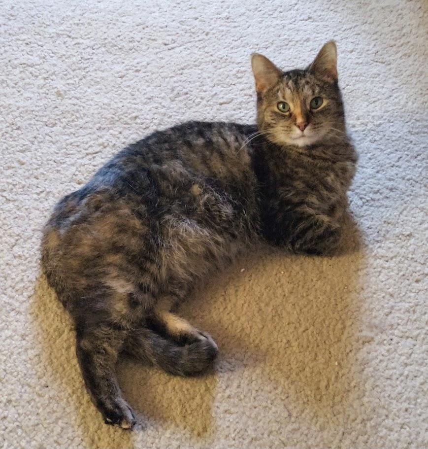 Charity, Adoptable, Adult Female Domestic Short Hair.
