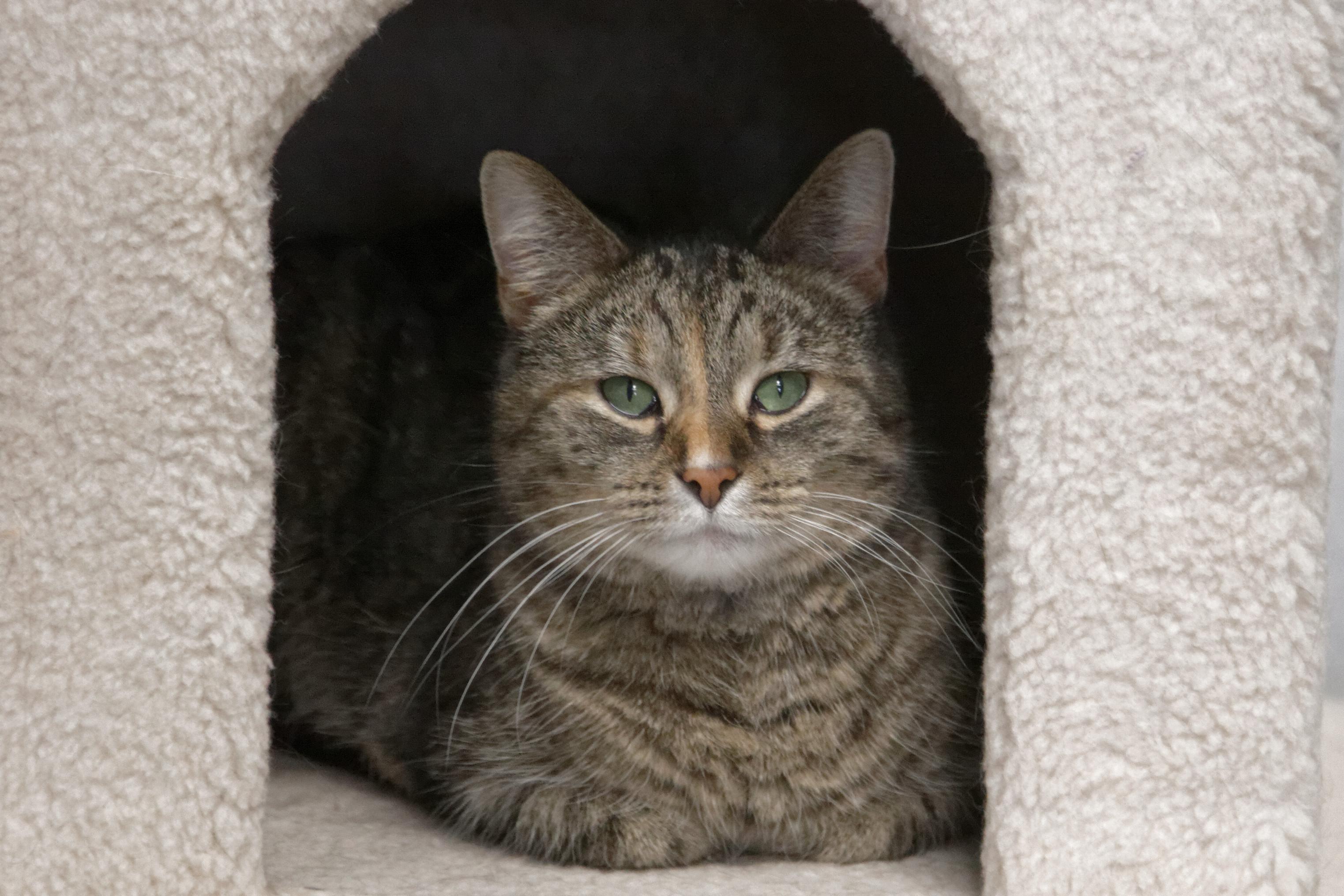 Charity, a Adoptable Domestic Short Hair in Urbana, OH image 1/6
