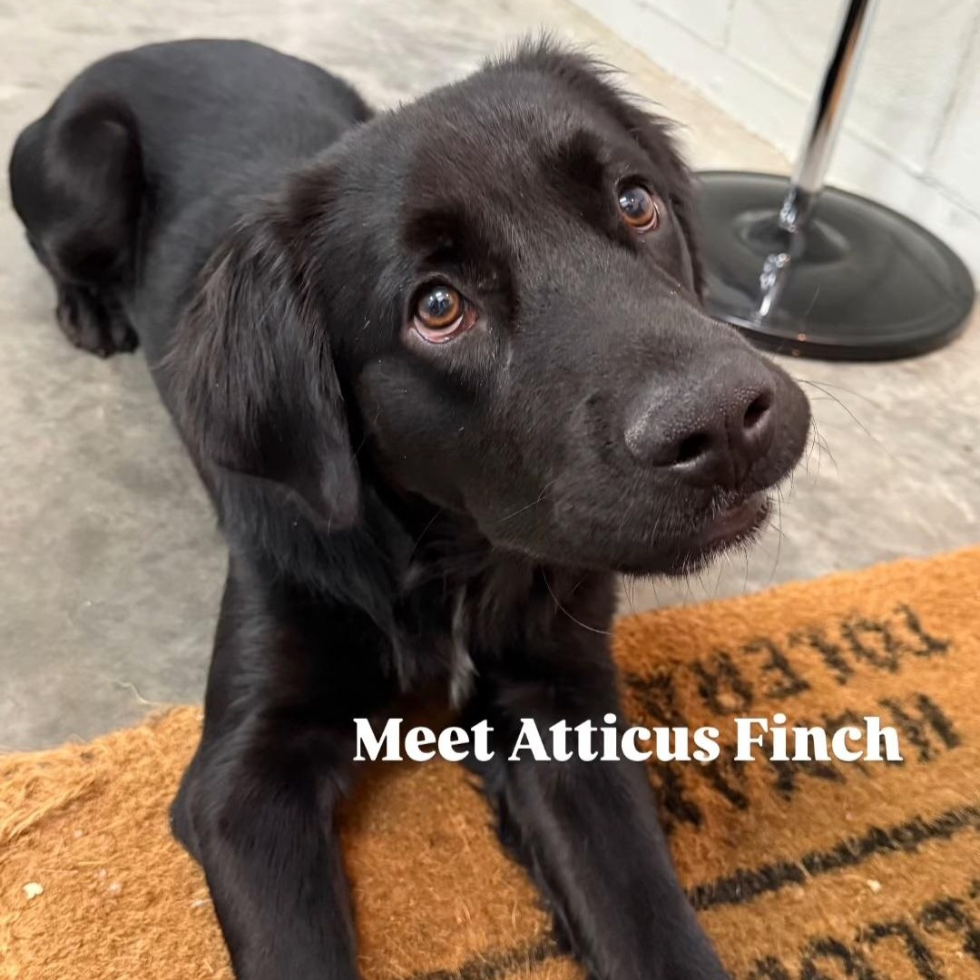 Atticus Finch