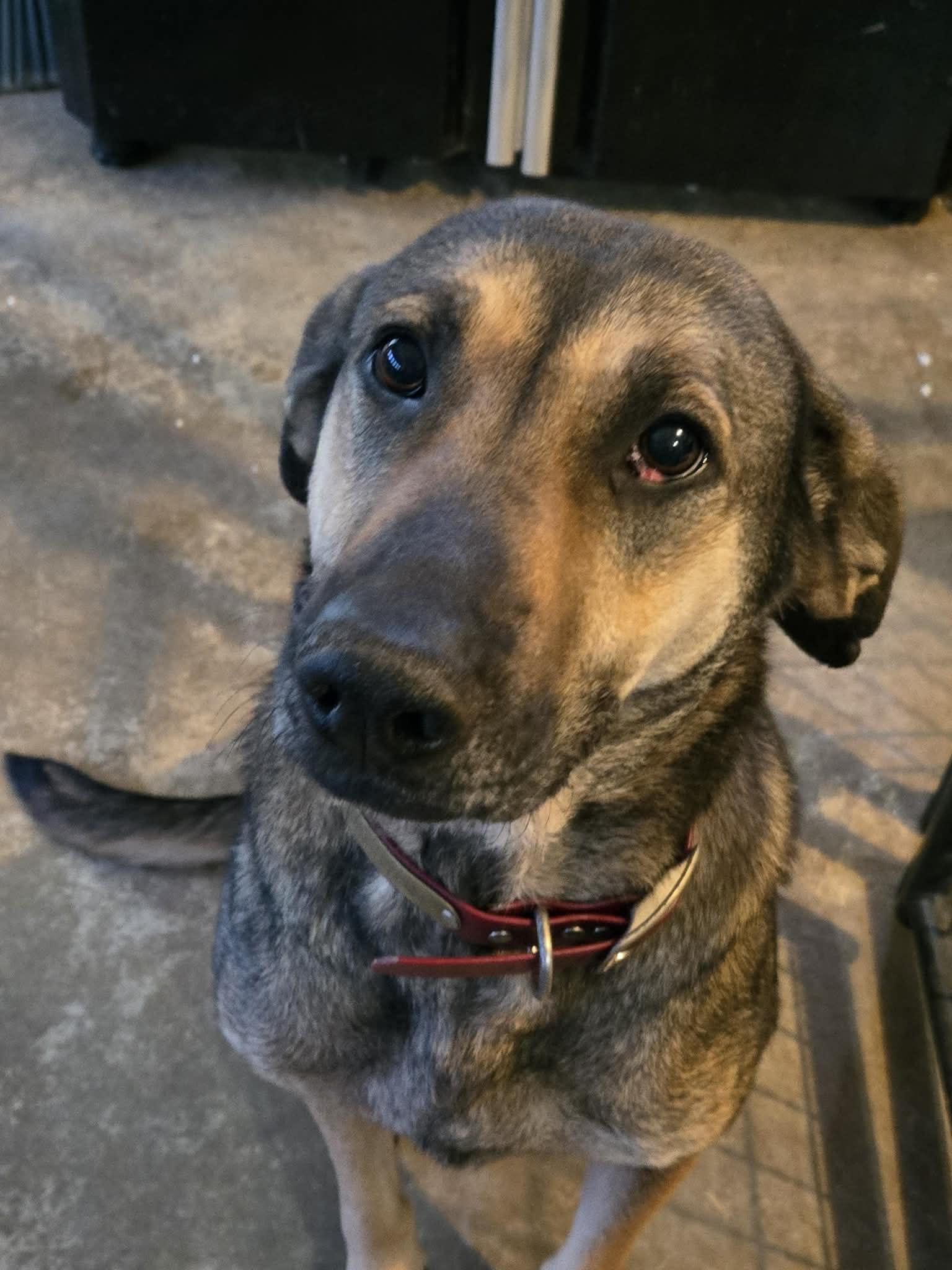 Enlarge Wish, a Adoptable German Shepherd Dog in Lakemont, GA image 1/3