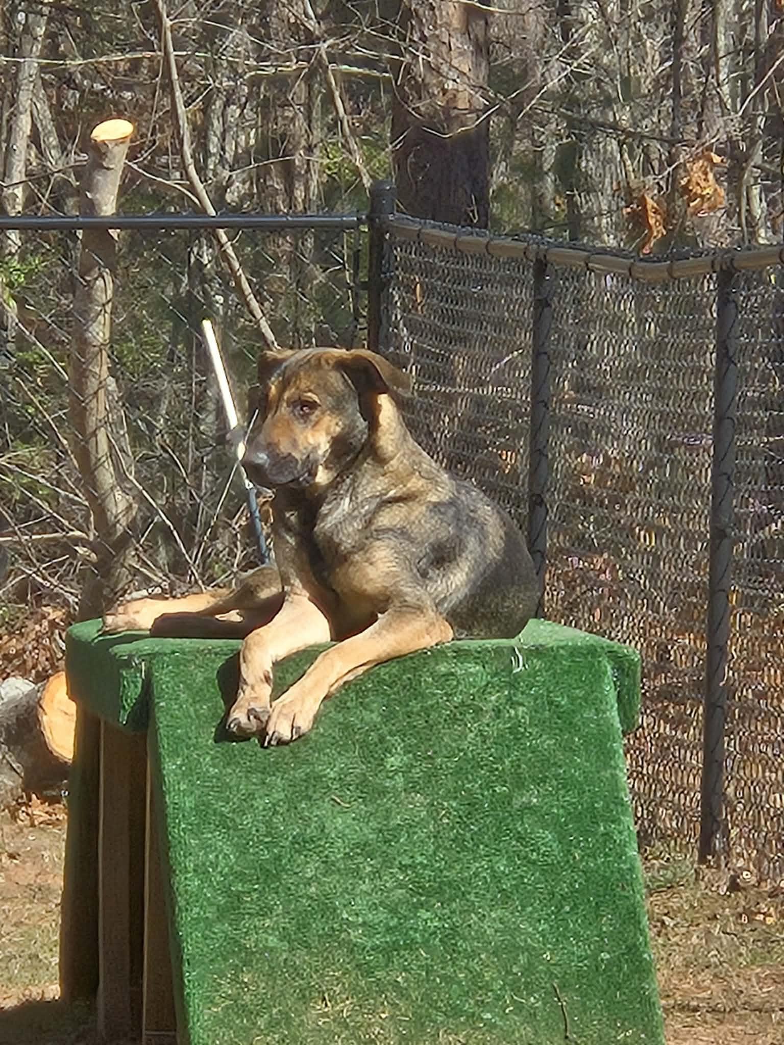 Enlarge Wish, a Adoptable German Shepherd Dog in Lakemont, GA image 2/3