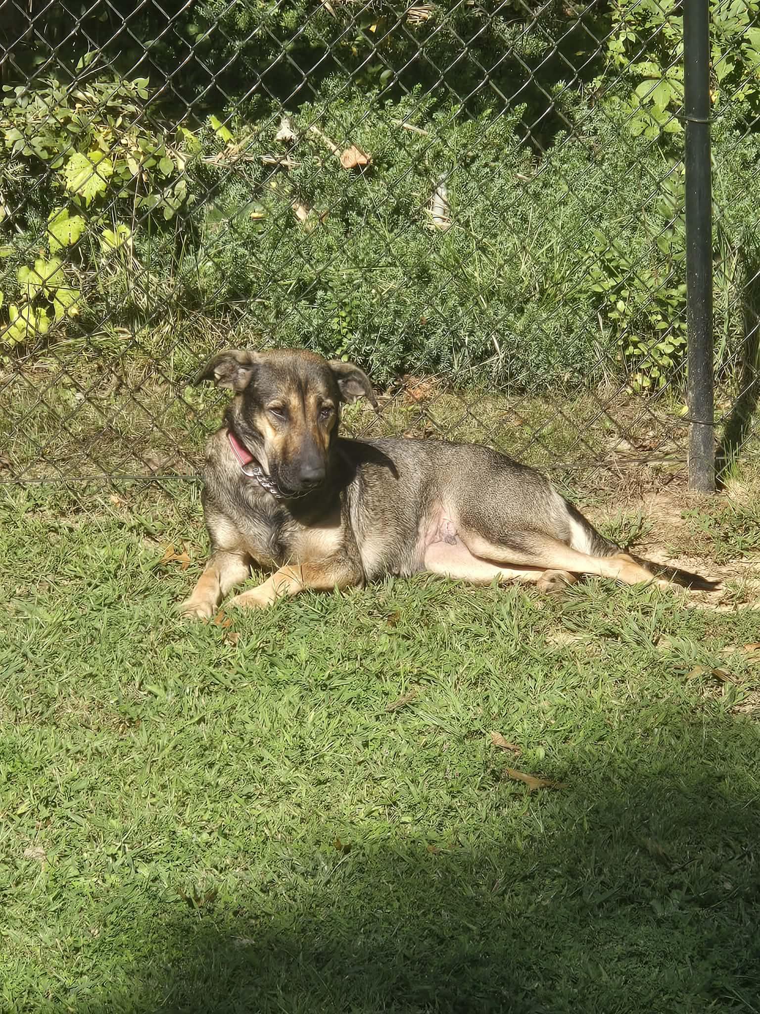 Enlarge Wish, a Adoptable German Shepherd Dog in Lakemont, GA image 3/3
