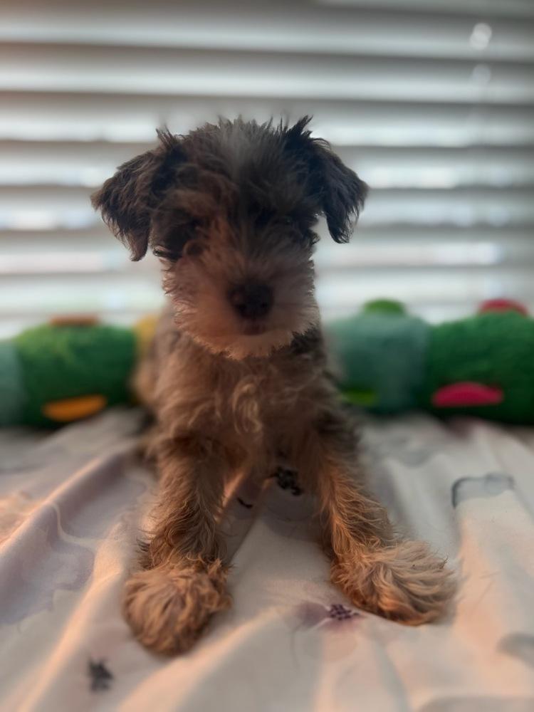 Enlarge Spice, a Adoptable Schnauzer in Milton, GA image 2/3