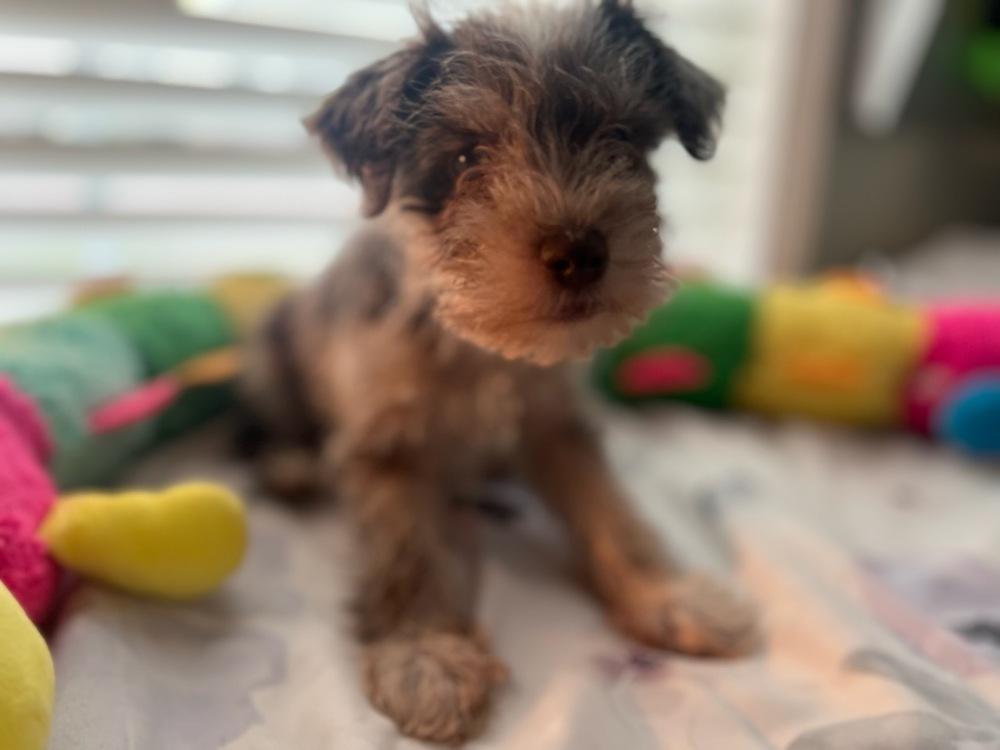 Enlarge Spice, a Adoptable Schnauzer in Milton, GA image 3/3