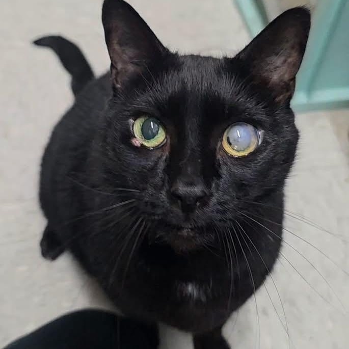 BUDDY, Adoptable, Adult Male Domestic Short Hair.