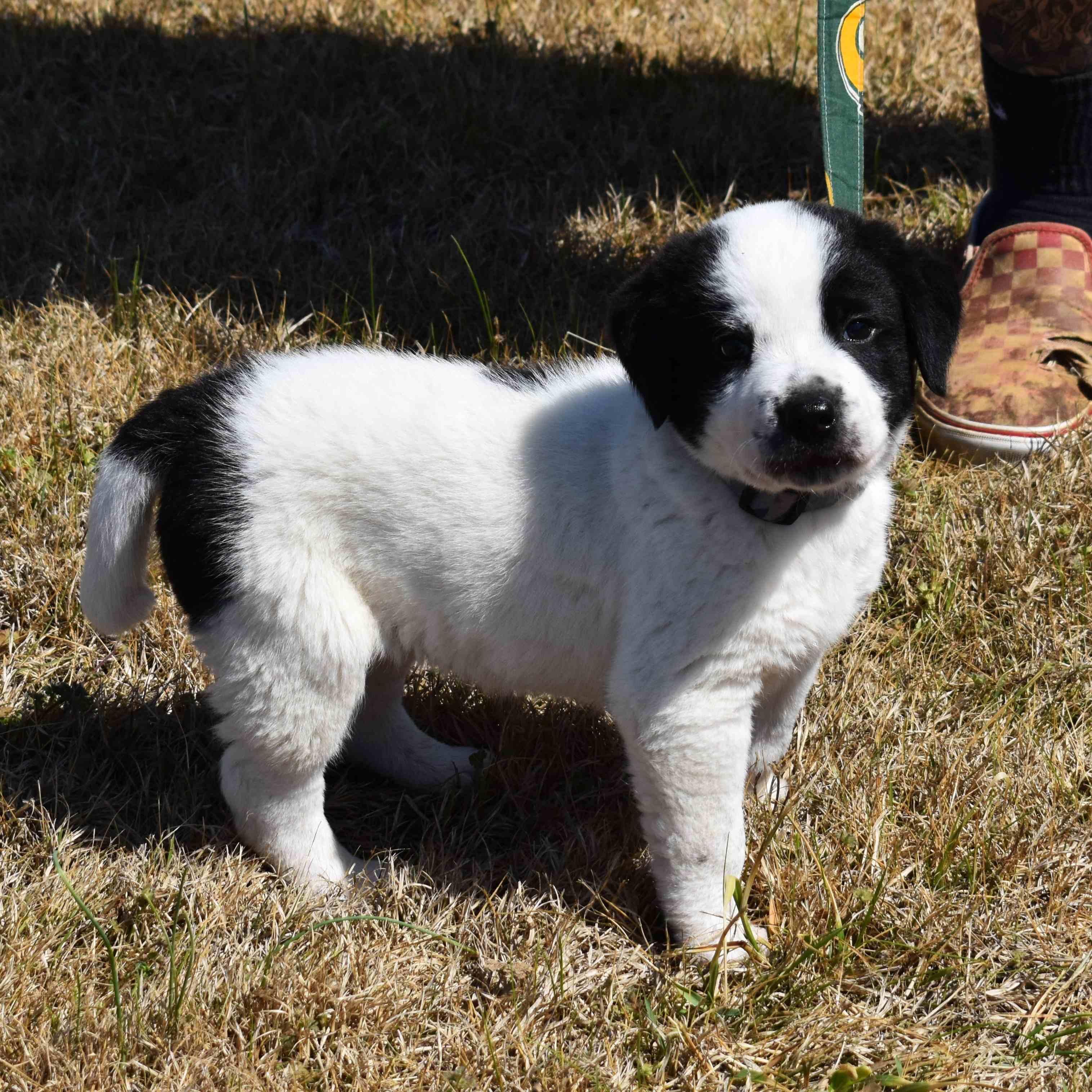 Enlarge Dottie, an adopted Mixed Breed in Searcy, AR image 6/6