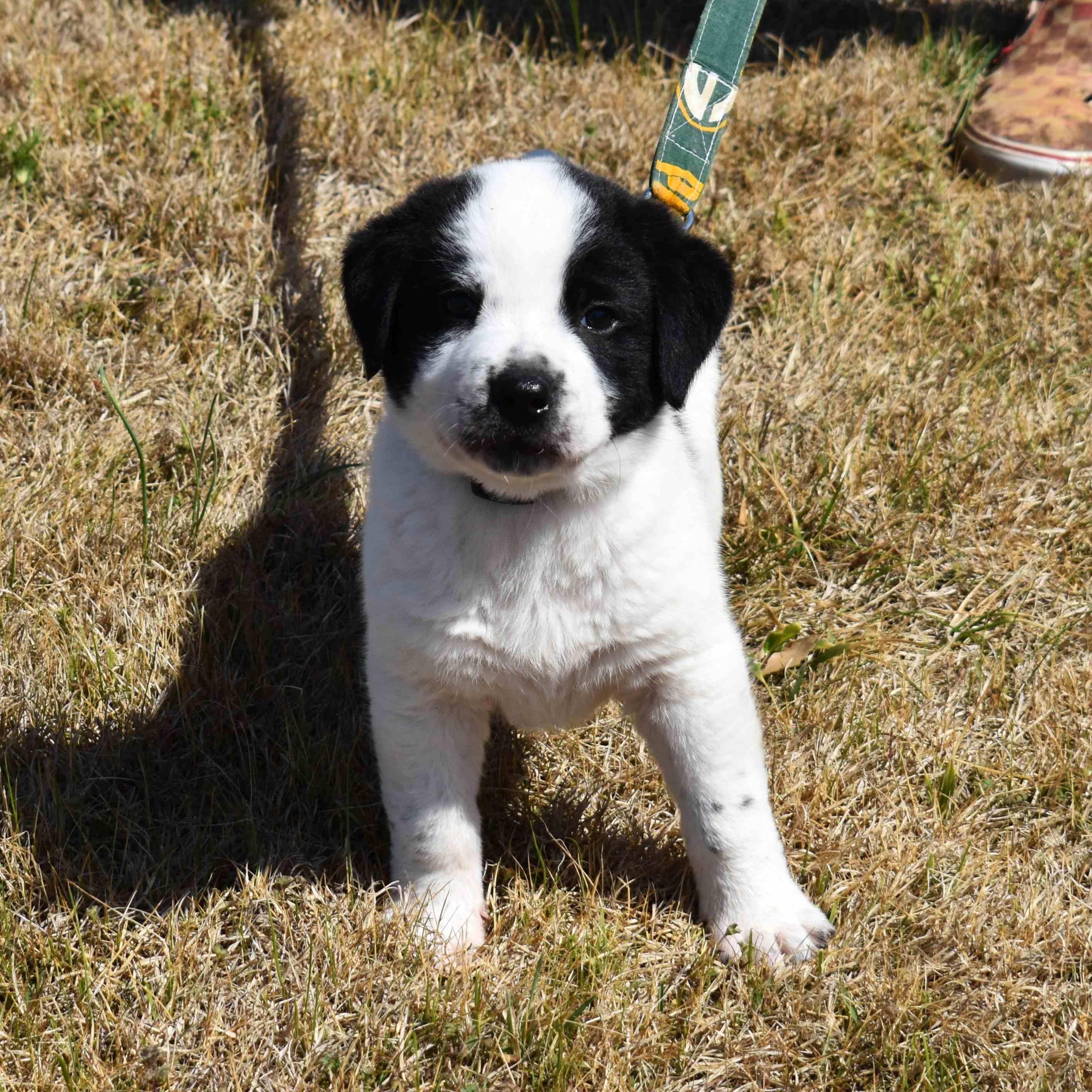Enlarge Dottie, an adopted Mixed Breed in Searcy, AR image 4/6
