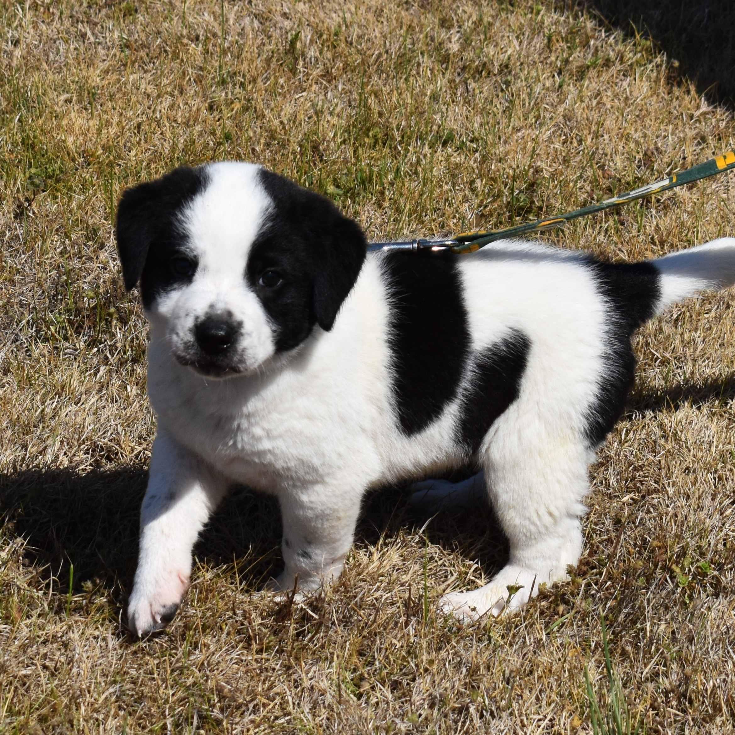 Enlarge Dottie, an adopted Mixed Breed in Searcy, AR image 1/6