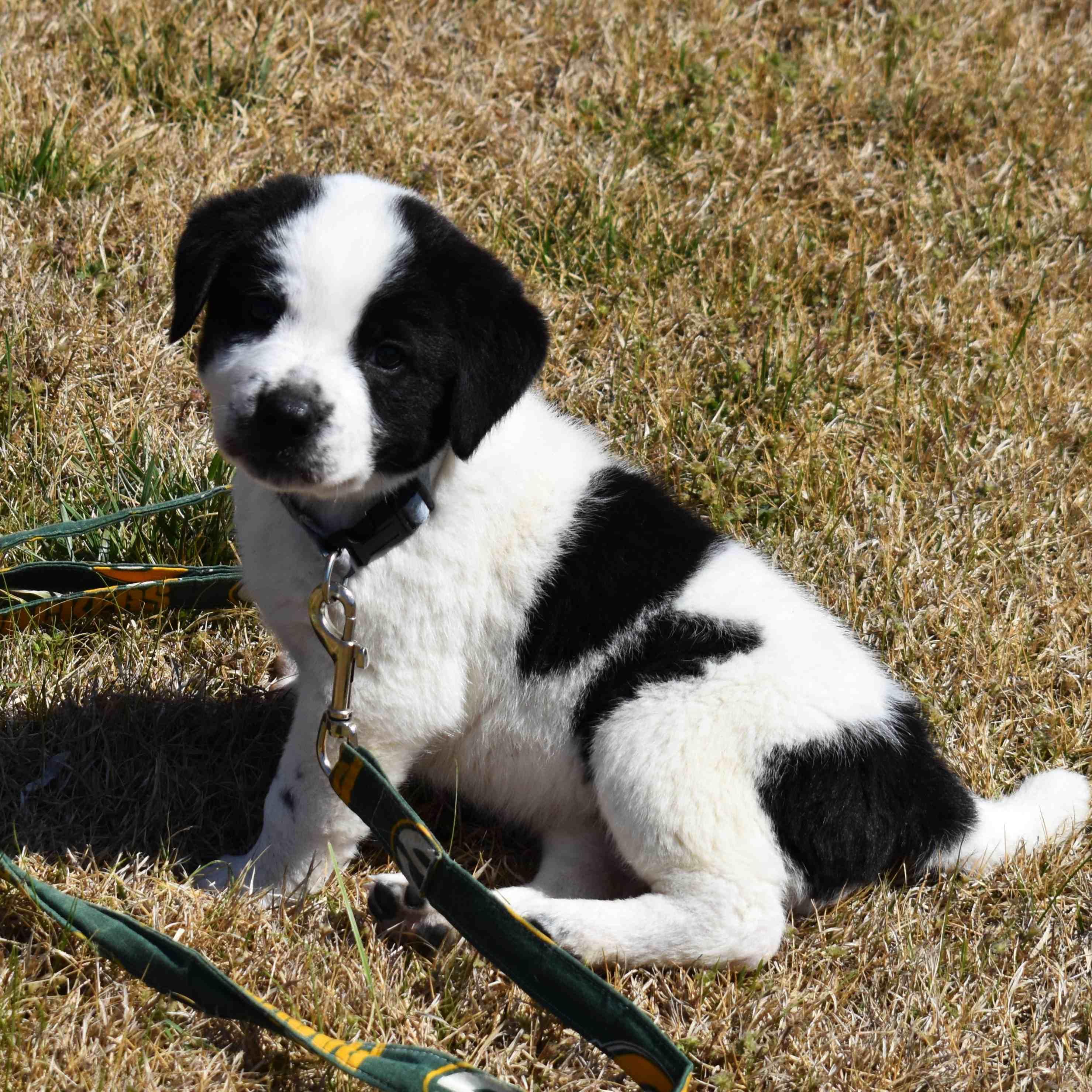 Enlarge Dottie, an adopted Mixed Breed in Searcy, AR image 5/6