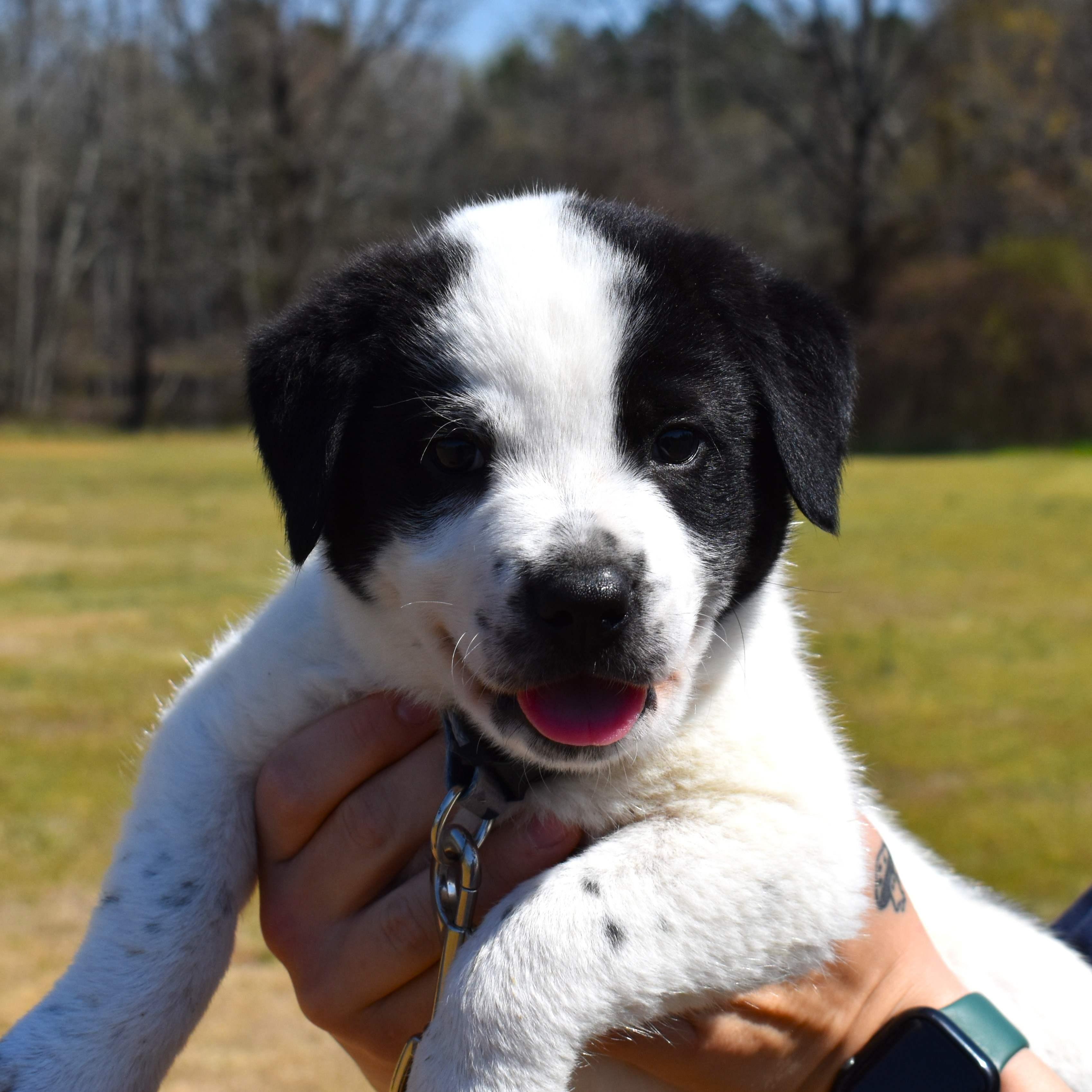Enlarge Dottie, an adopted Mixed Breed in Searcy, AR image 2/6