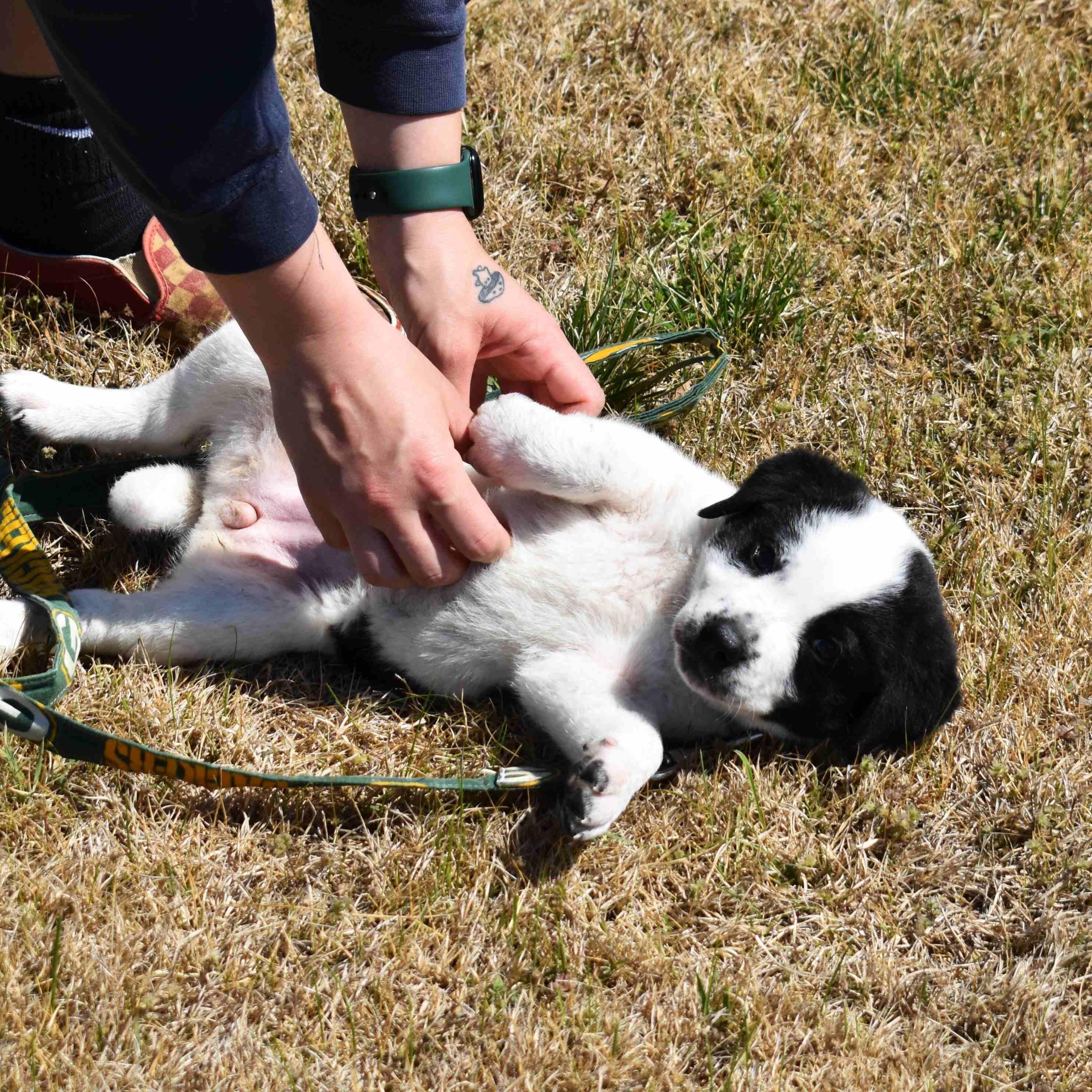 Enlarge Dottie, an adopted Mixed Breed in Searcy, AR image 3/6