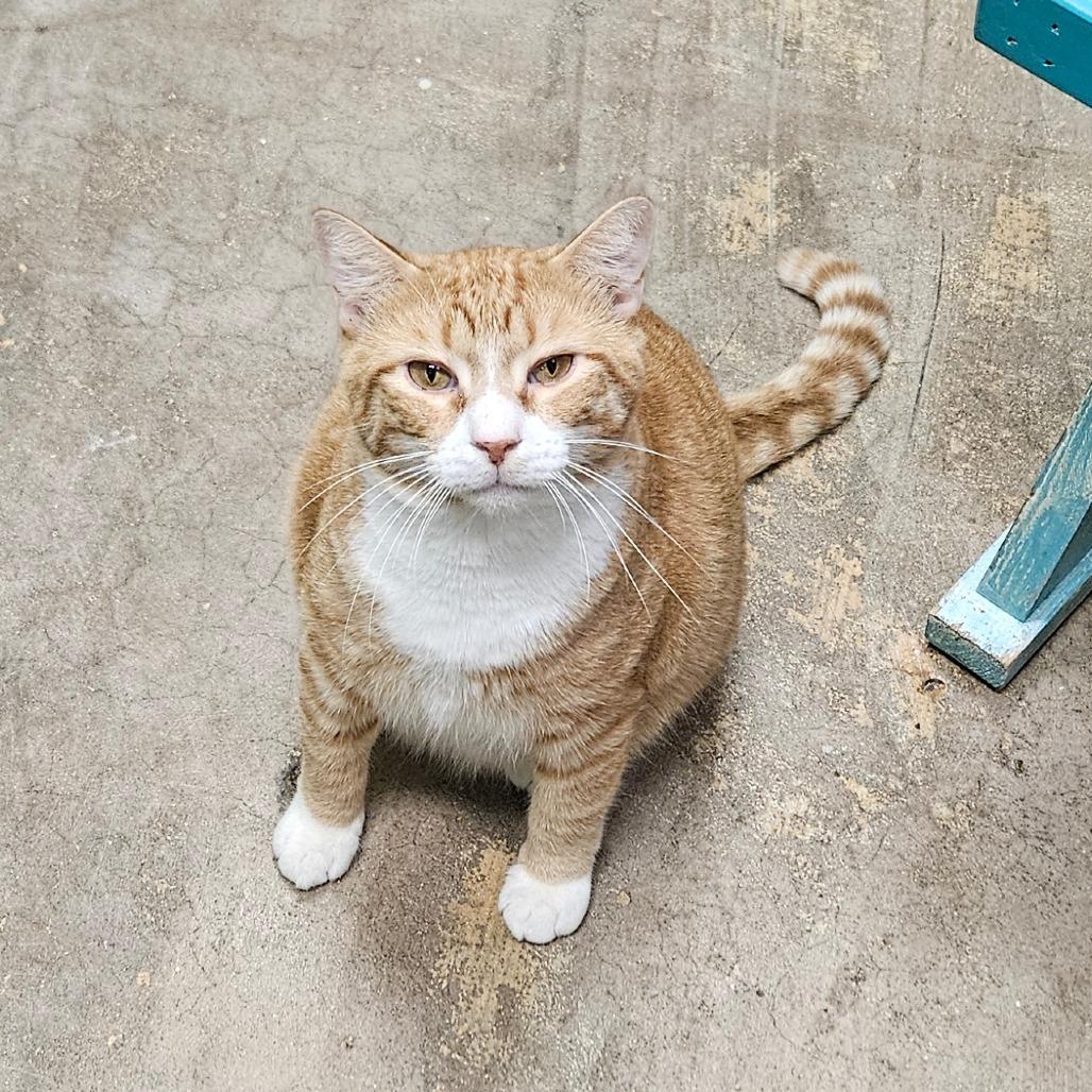 Owen, Adoptable, Adult Male Domestic Short Hair.