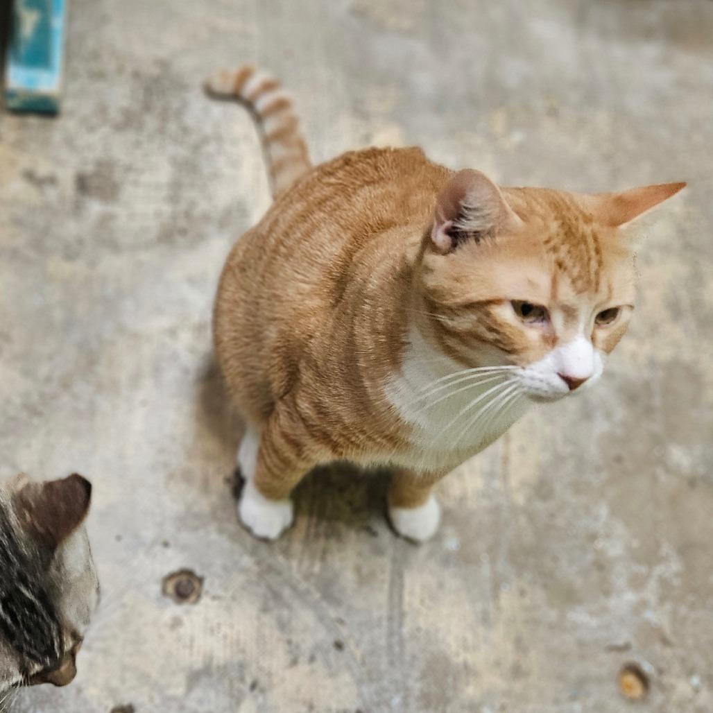 Enlarge Owen, a Adoptable Domestic Short Hair in Webster, TX image 2/4