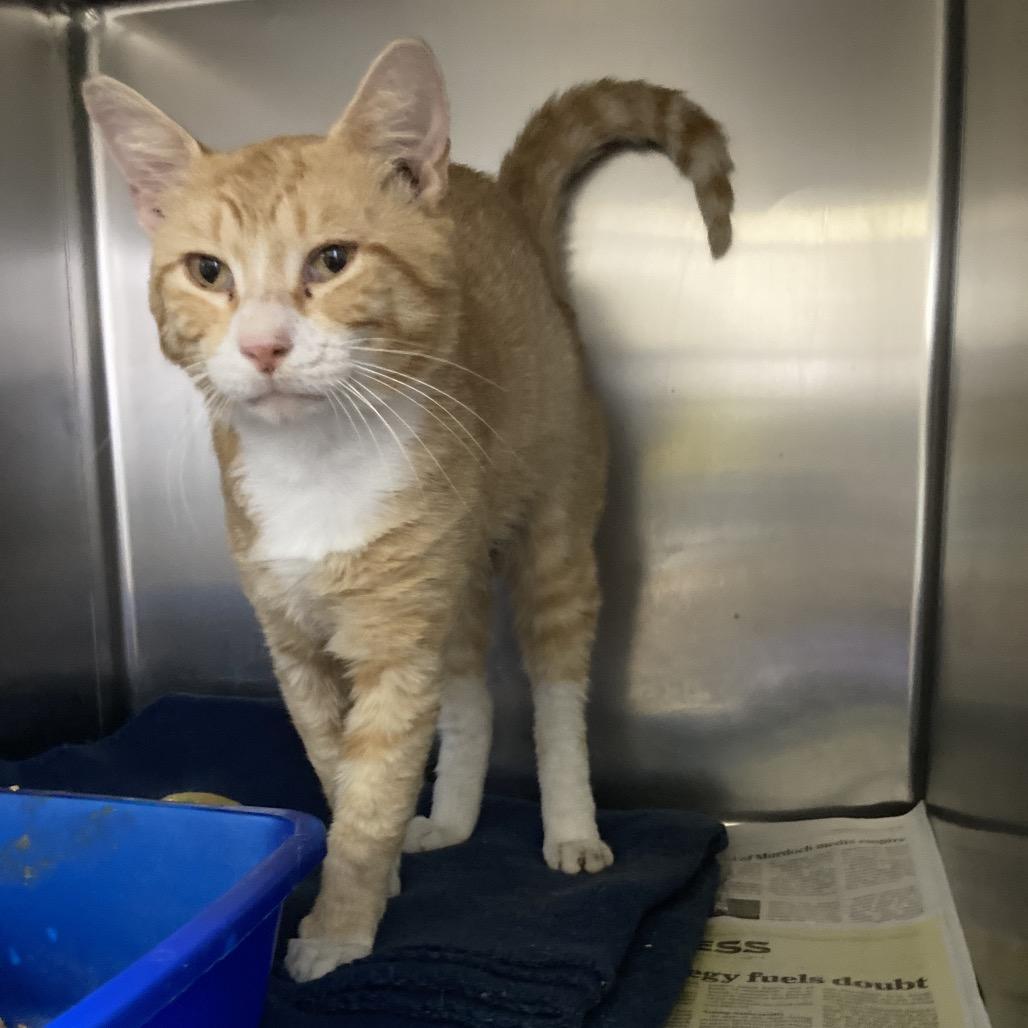 Enlarge Owen, a Adoptable Domestic Short Hair in Webster, TX image 3/4