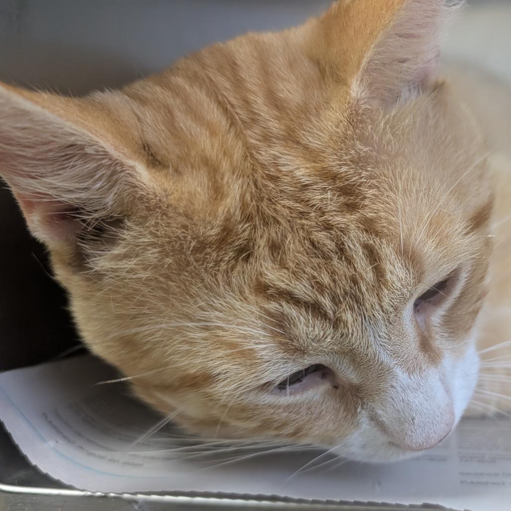 Enlarge Owen, a Adoptable Domestic Short Hair in Webster, TX image 4/4