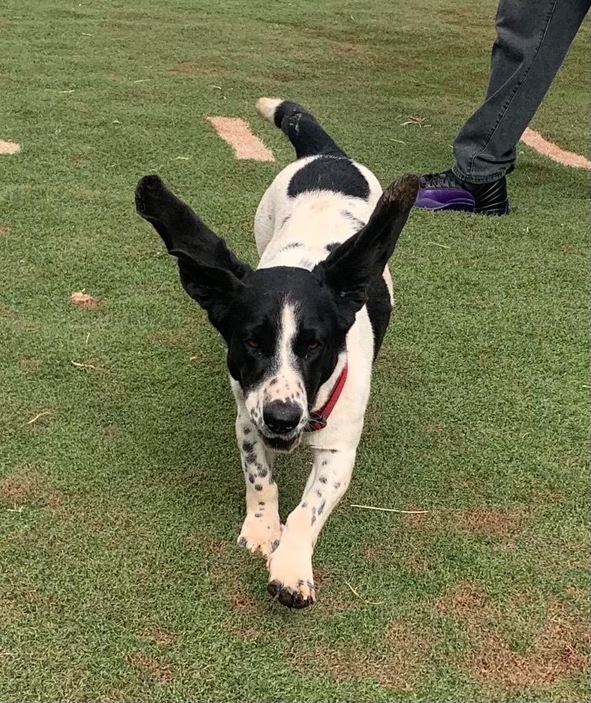 Bella, Adoptable, Young Female Basset Hound & Mixed Breed.