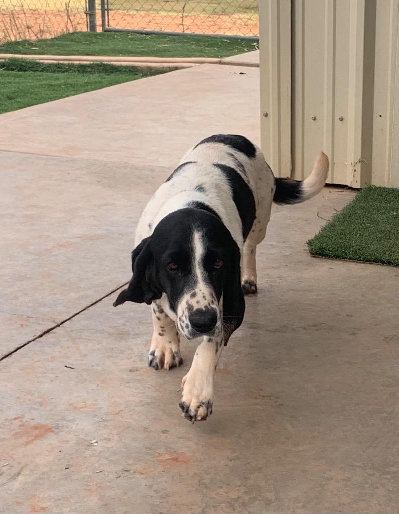 Enlarge Bella, a Adoptable mixed breed in Tucumcari, NM image 2/2