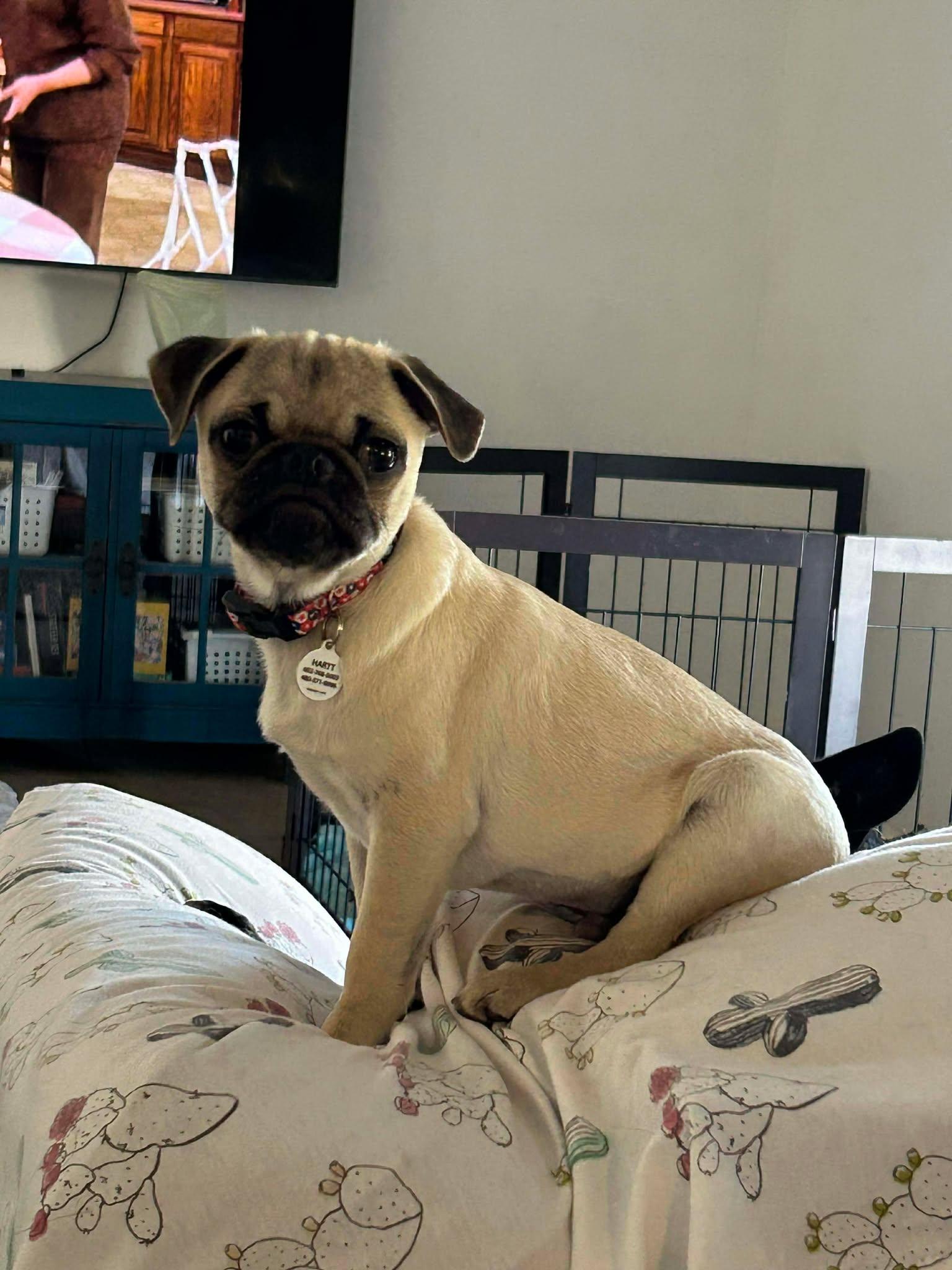 Enlarge Punch, an adopted Pug in Phoenix, AZ image 1/3