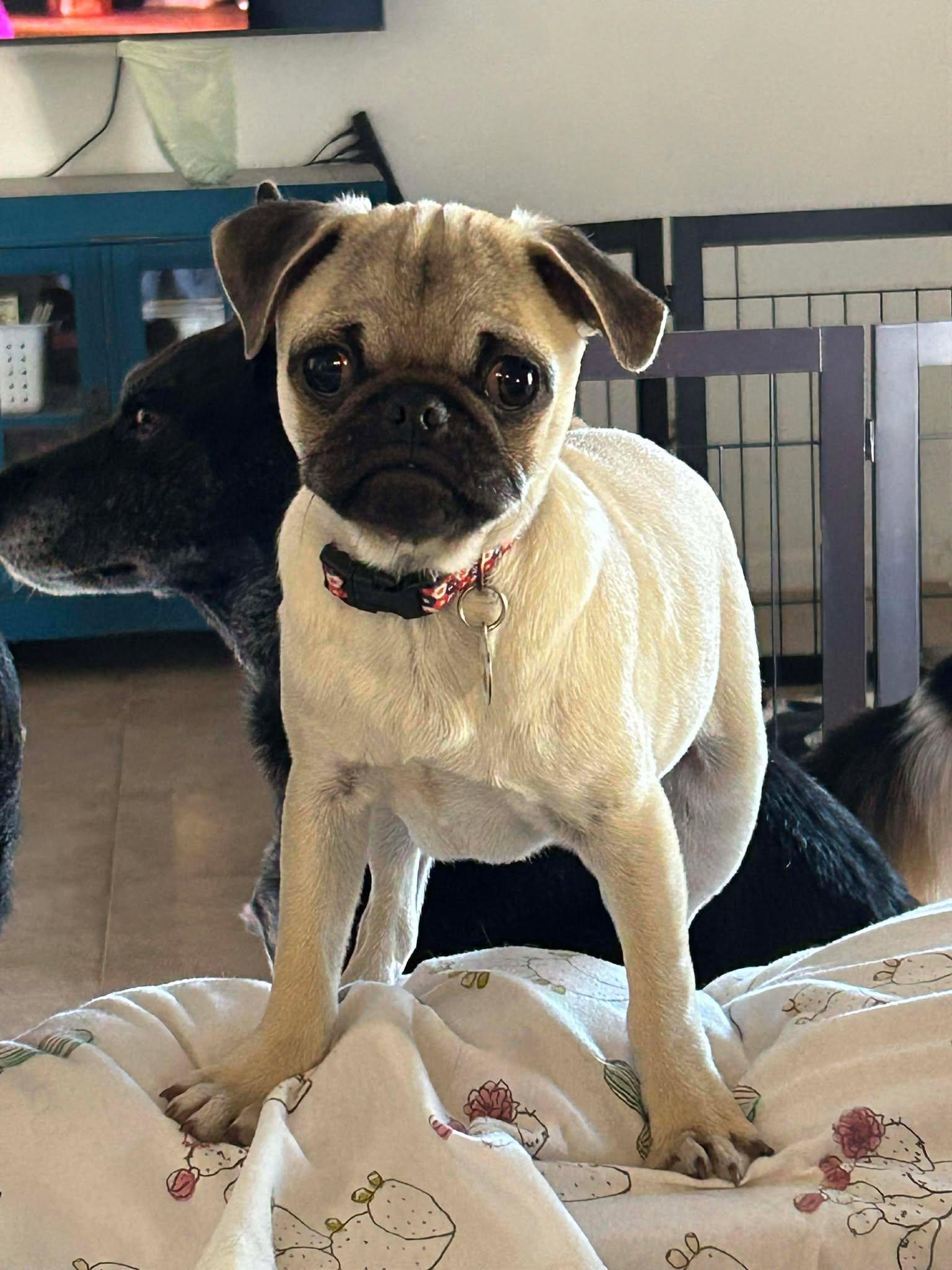 Enlarge Punch, an adopted Pug in Phoenix, AZ image 2/3