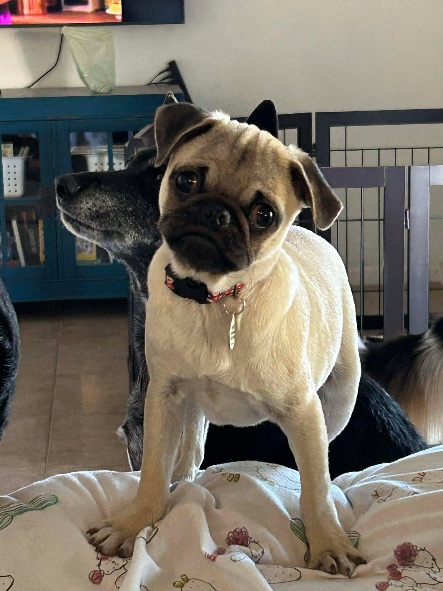 Enlarge Punch, an adopted Pug in Phoenix, AZ image 3/3