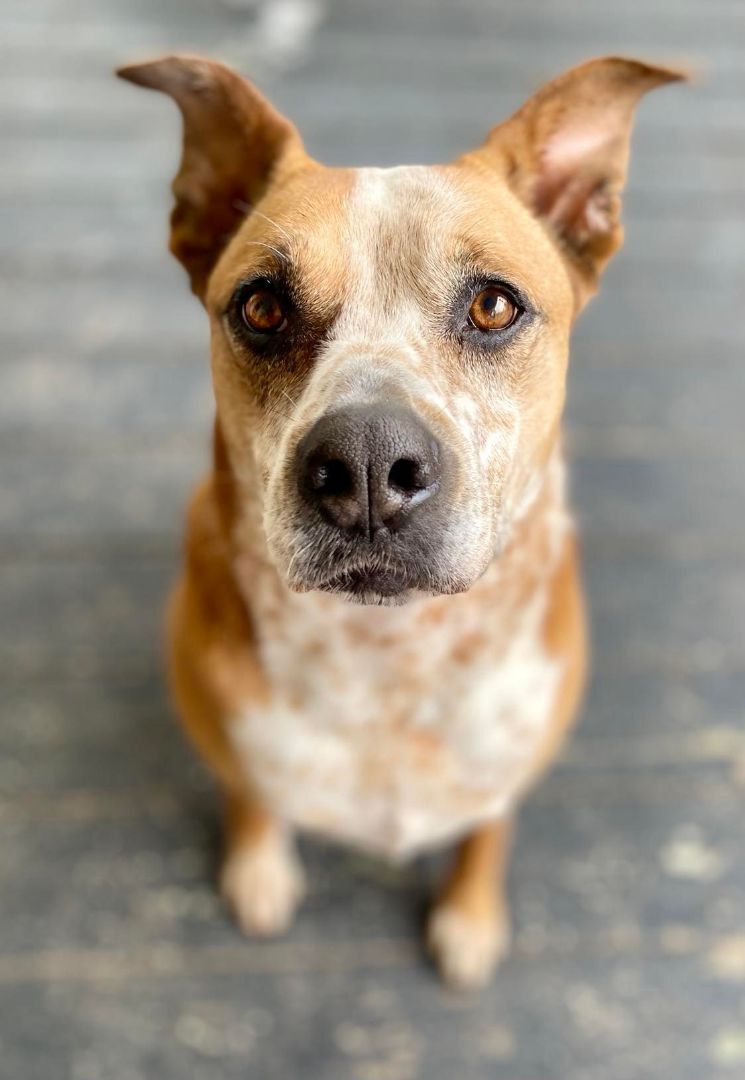 Enlarge Kara Bear, a Adoptable mixed breed in Whitewright, TX image 1/12