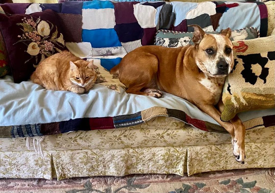 Enlarge Kara Bear, a Adoptable mixed breed in Whitewright, TX image 2/12